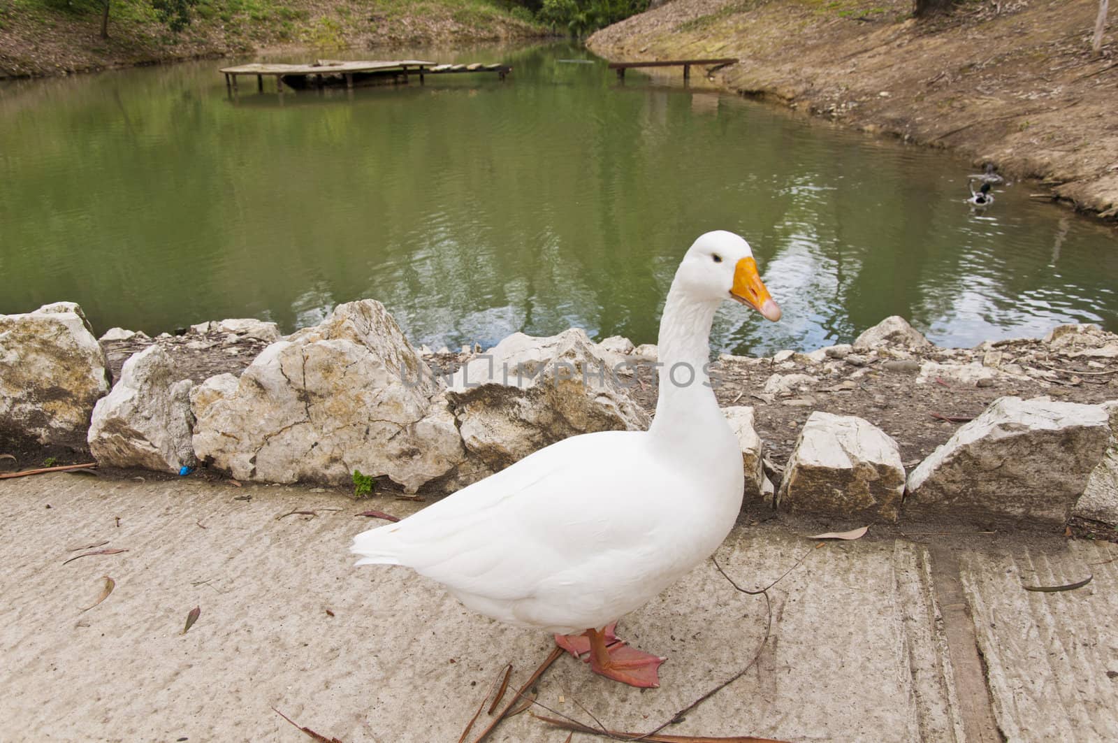 The white beautiful goose in pond on park