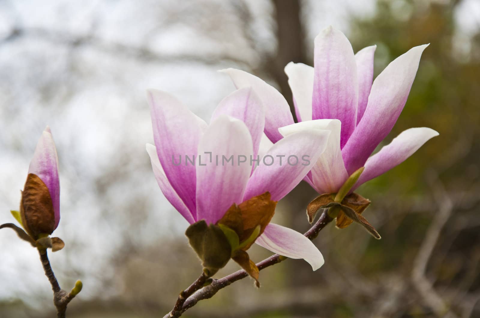 The spring flower blooms in the garden