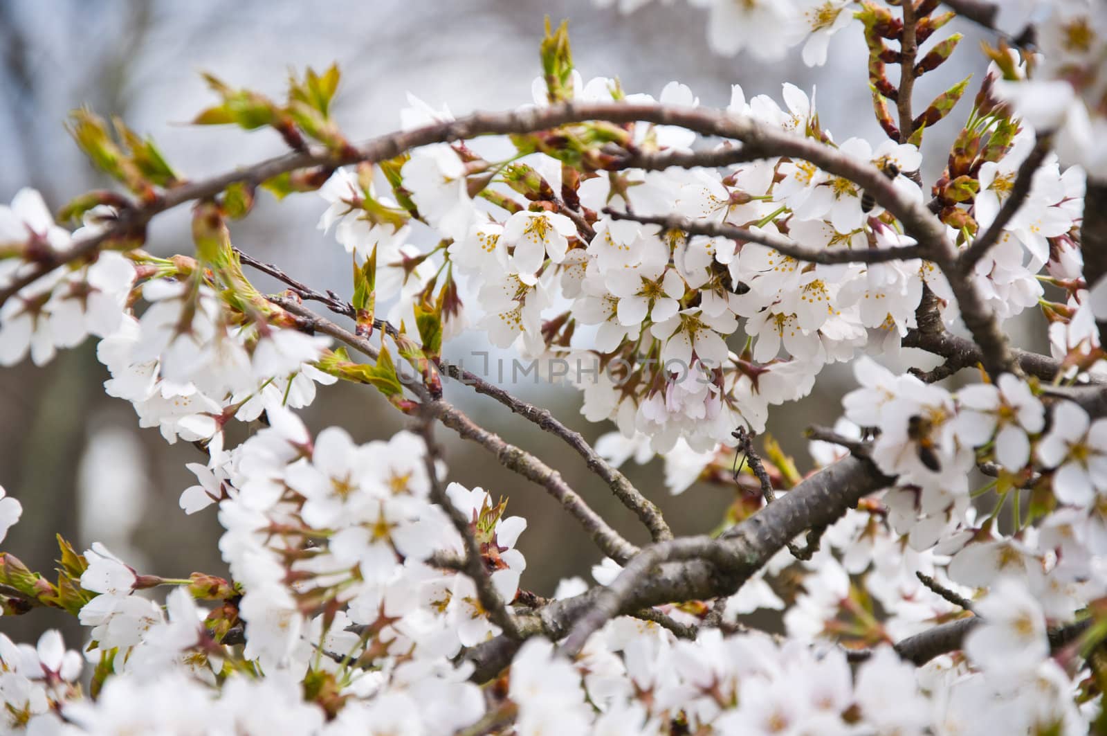 Closeup on bunch of sakura flowers on a sunny day