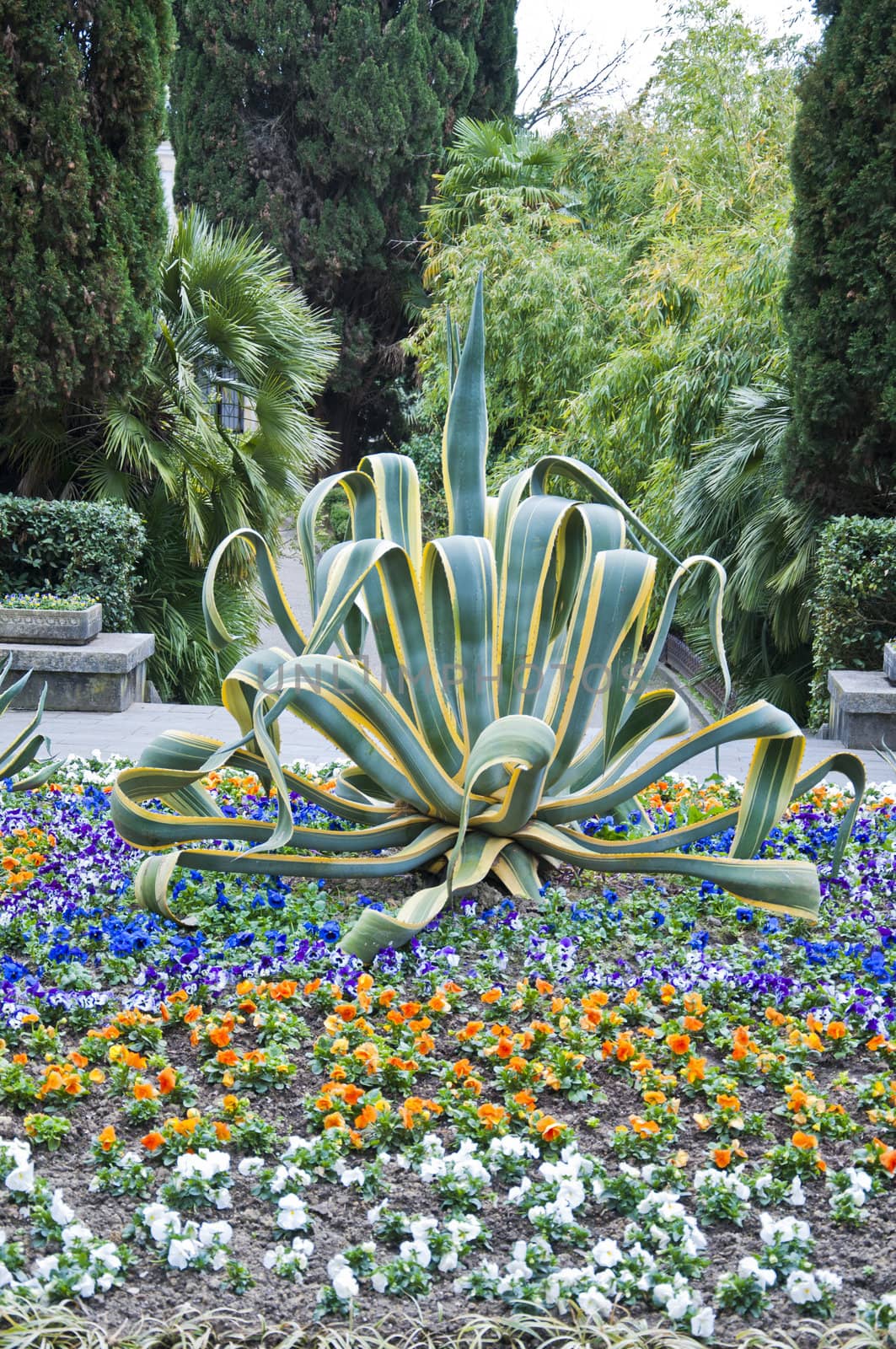 Natural arboretum park in spring city Sochi
