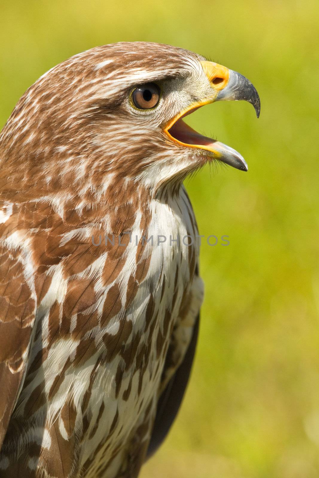 Ferruginous hawk or Butea regalis by Colette