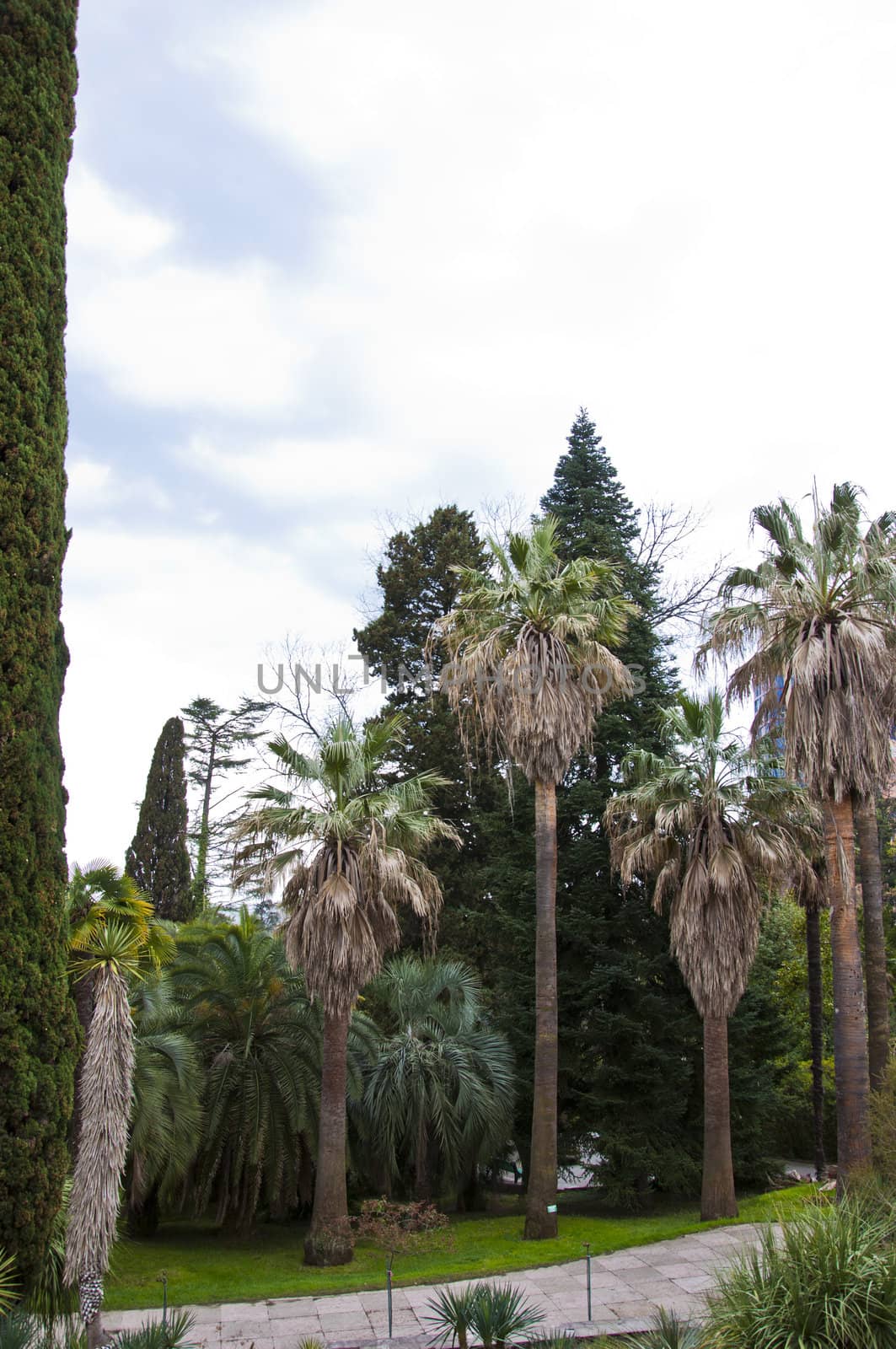 Natural arboretum park in sunny city Sochi