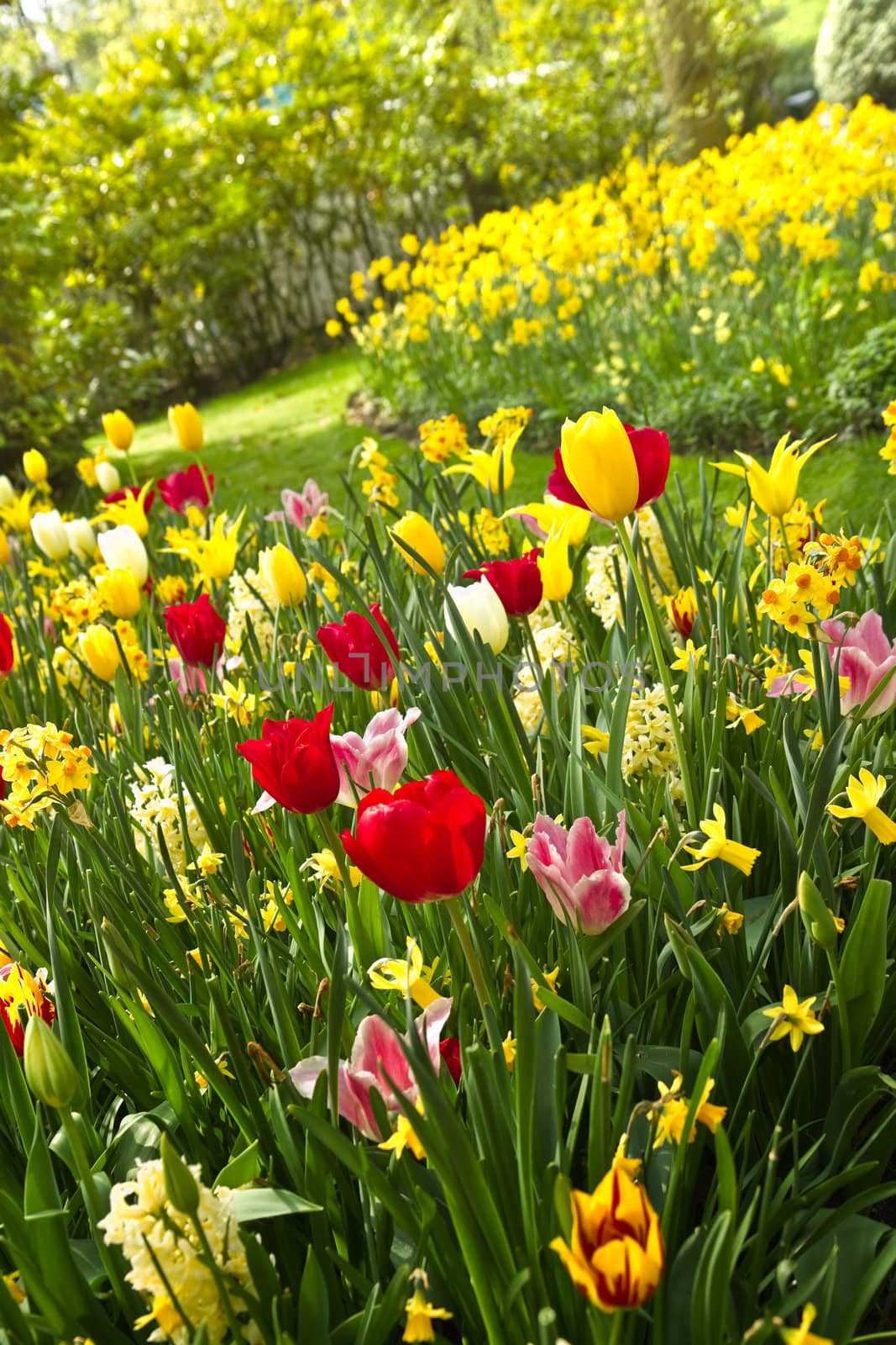 Tulips and daffodils in lots of colors in spring  by Colette