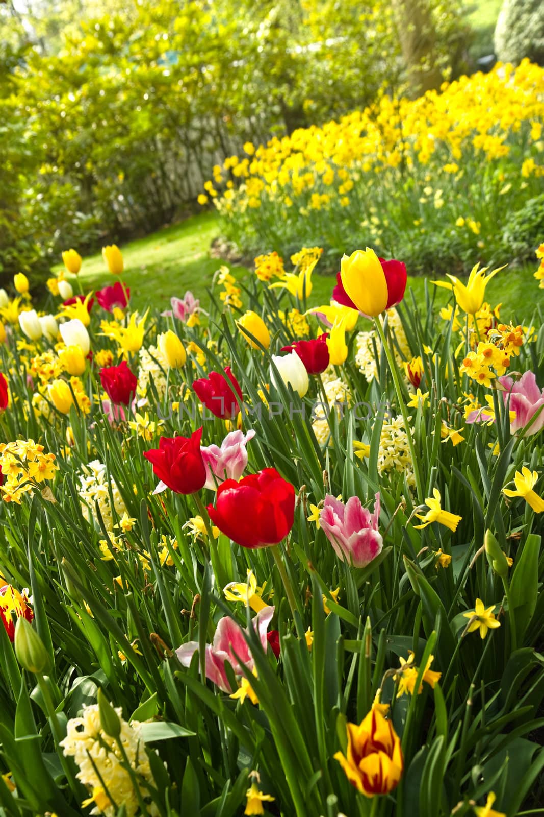 Tulips and daffodils in lots of colors arrangement  in park in spring