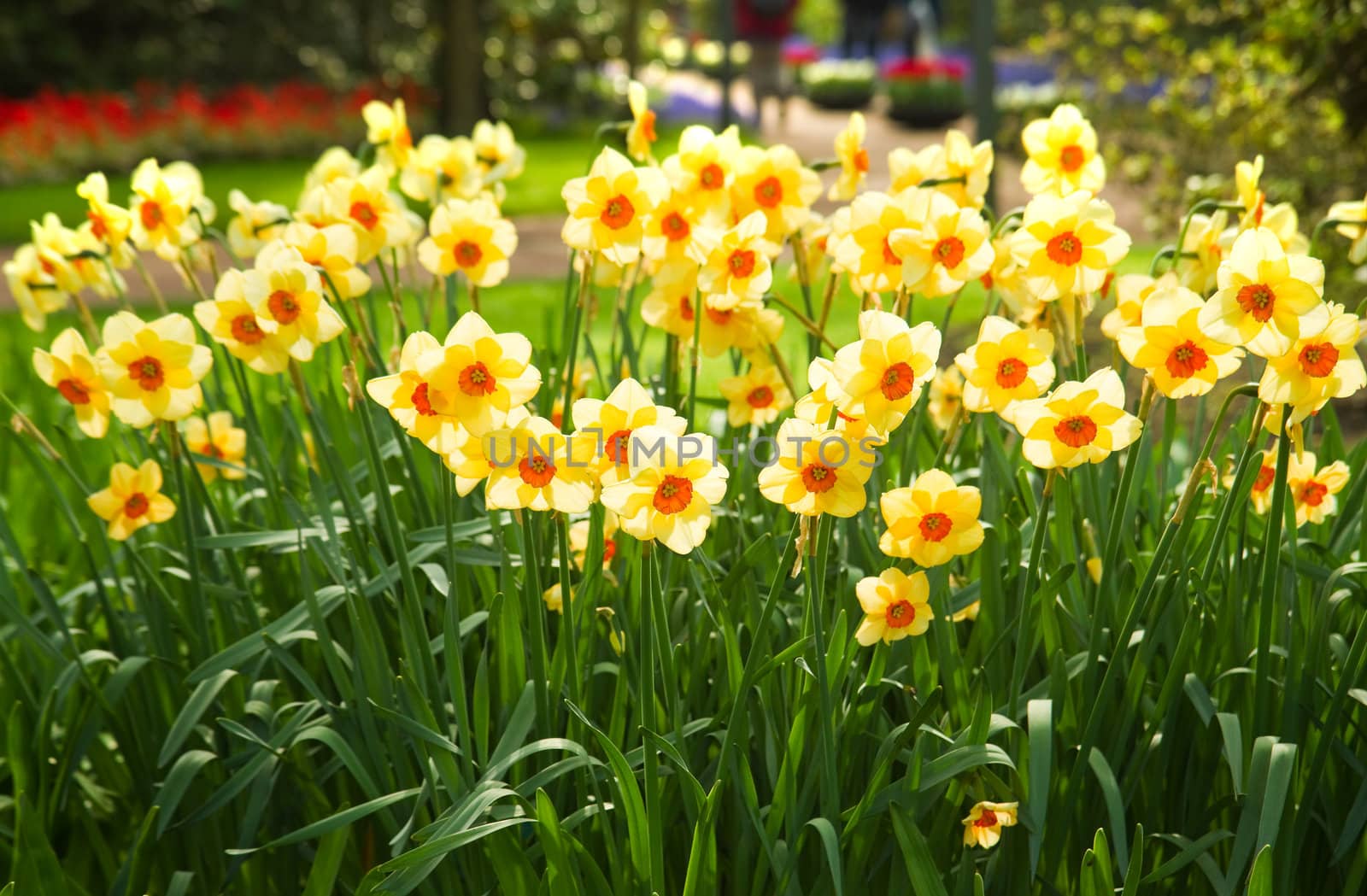 Yellow daffodils in park in spring by Colette