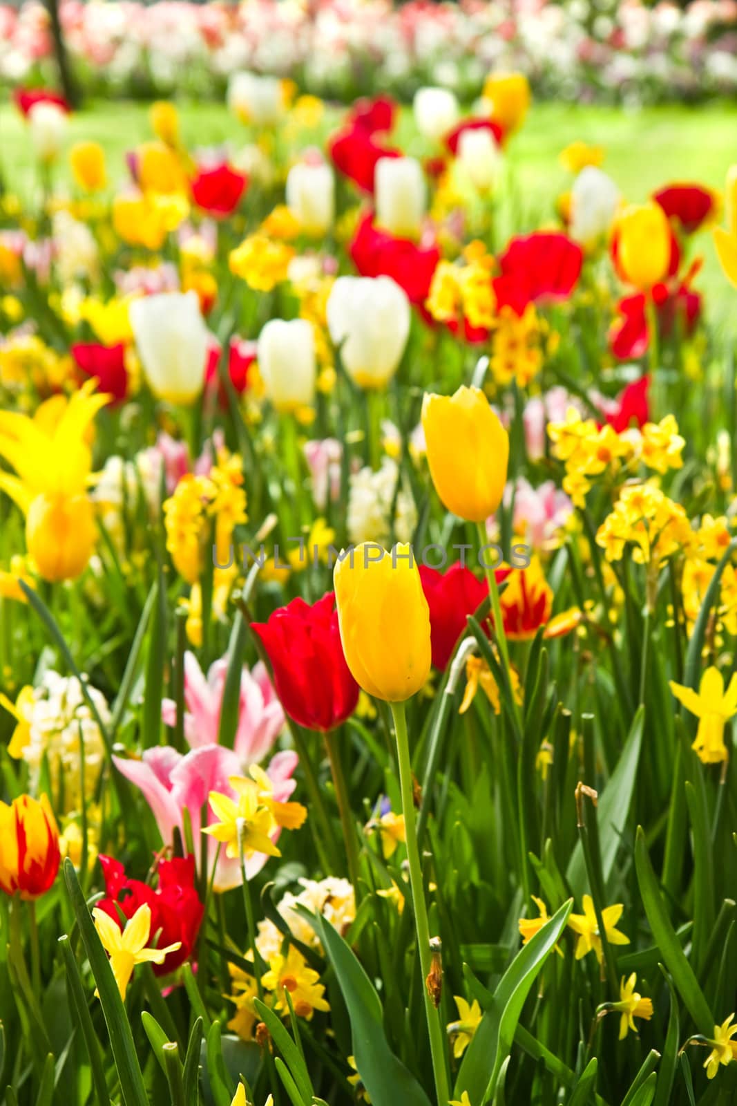 Tulips and daffodils in lots of colors in spring by Colette