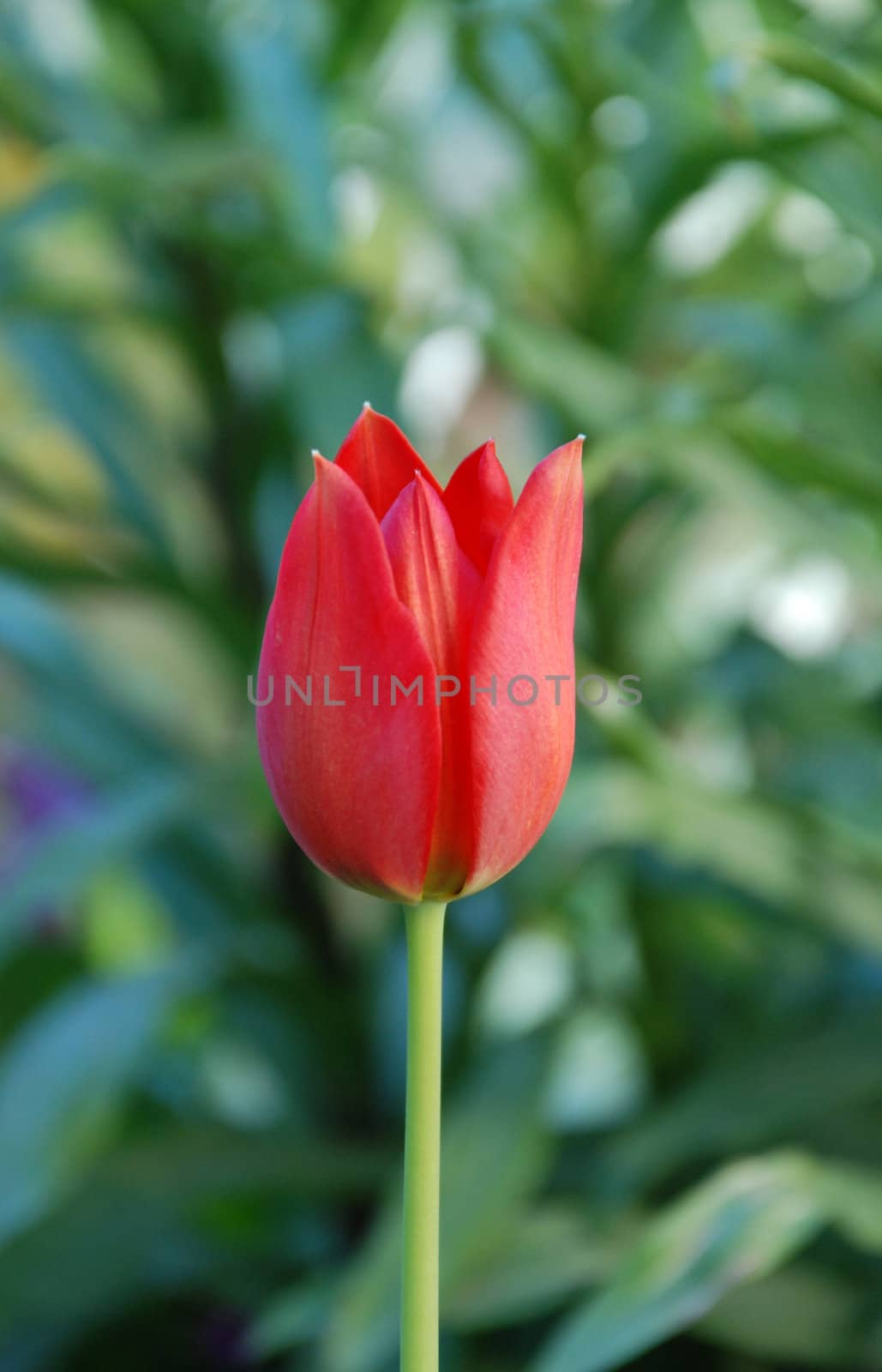 multicolored tulips