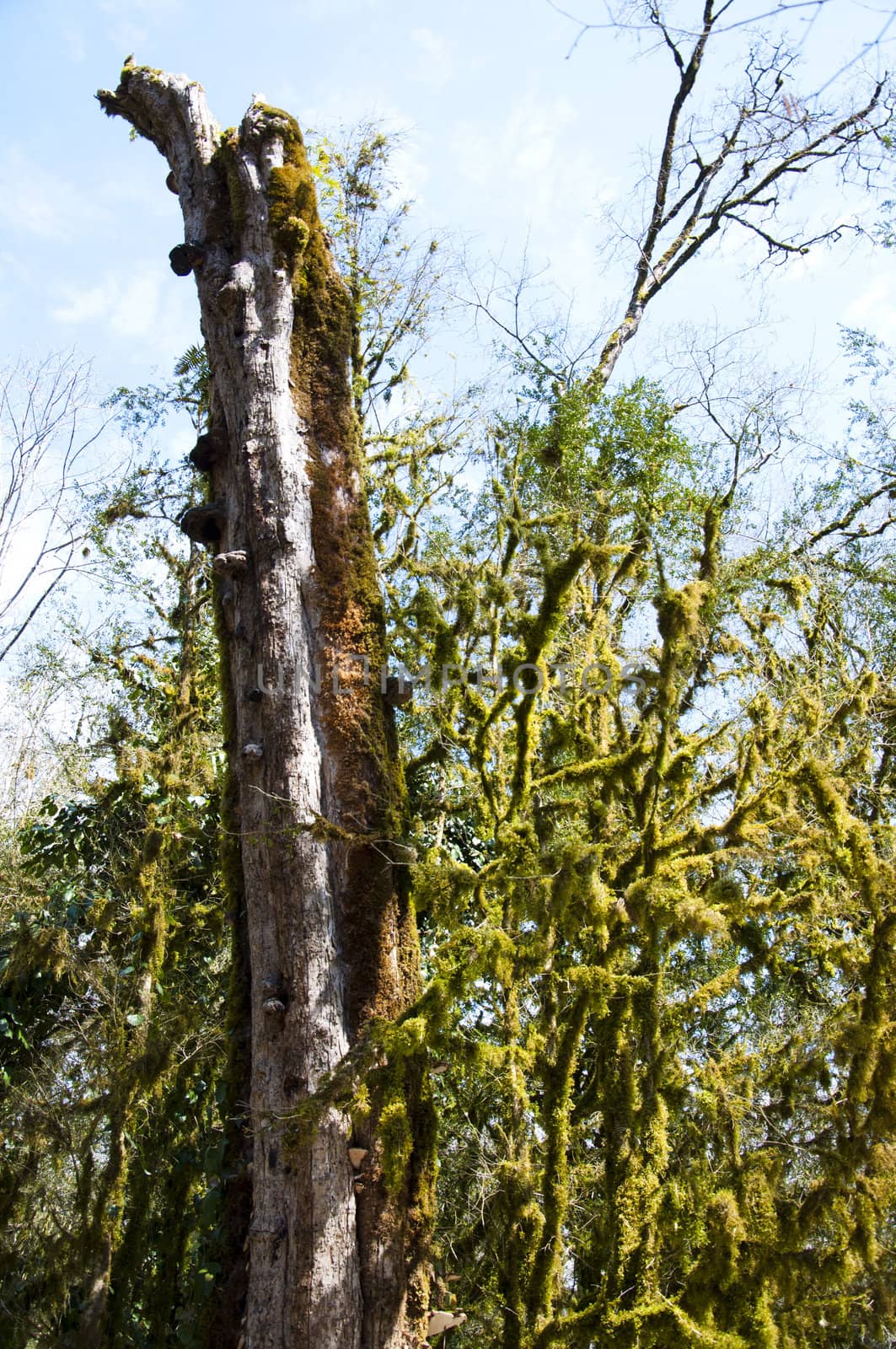 The boxen rare forest in the subtropical