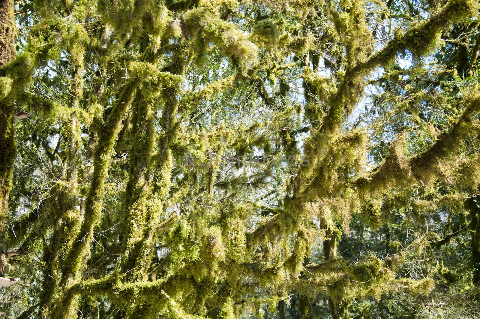 The boxen rare forest in the subtropical