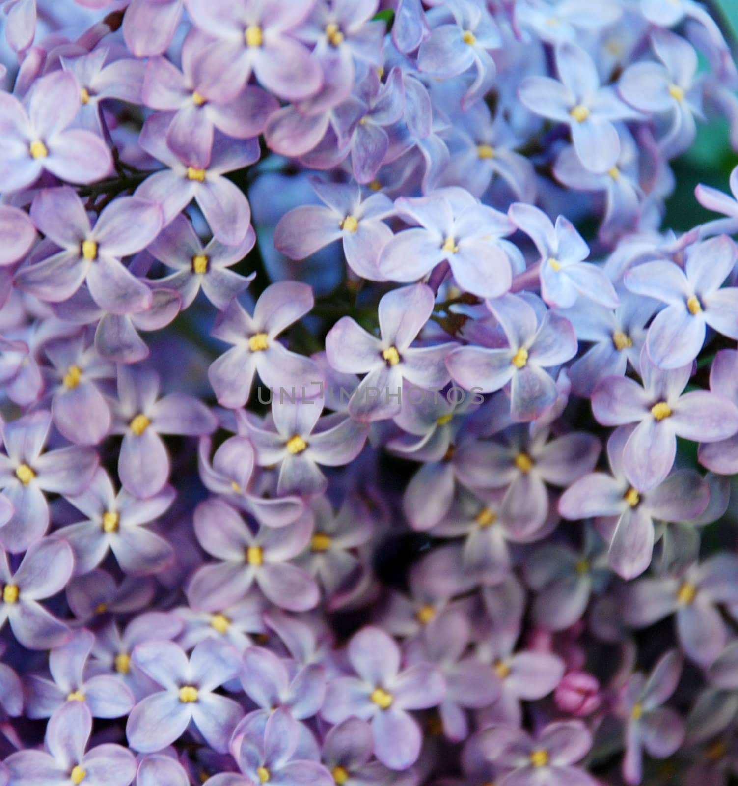 lilac,macro by nehru