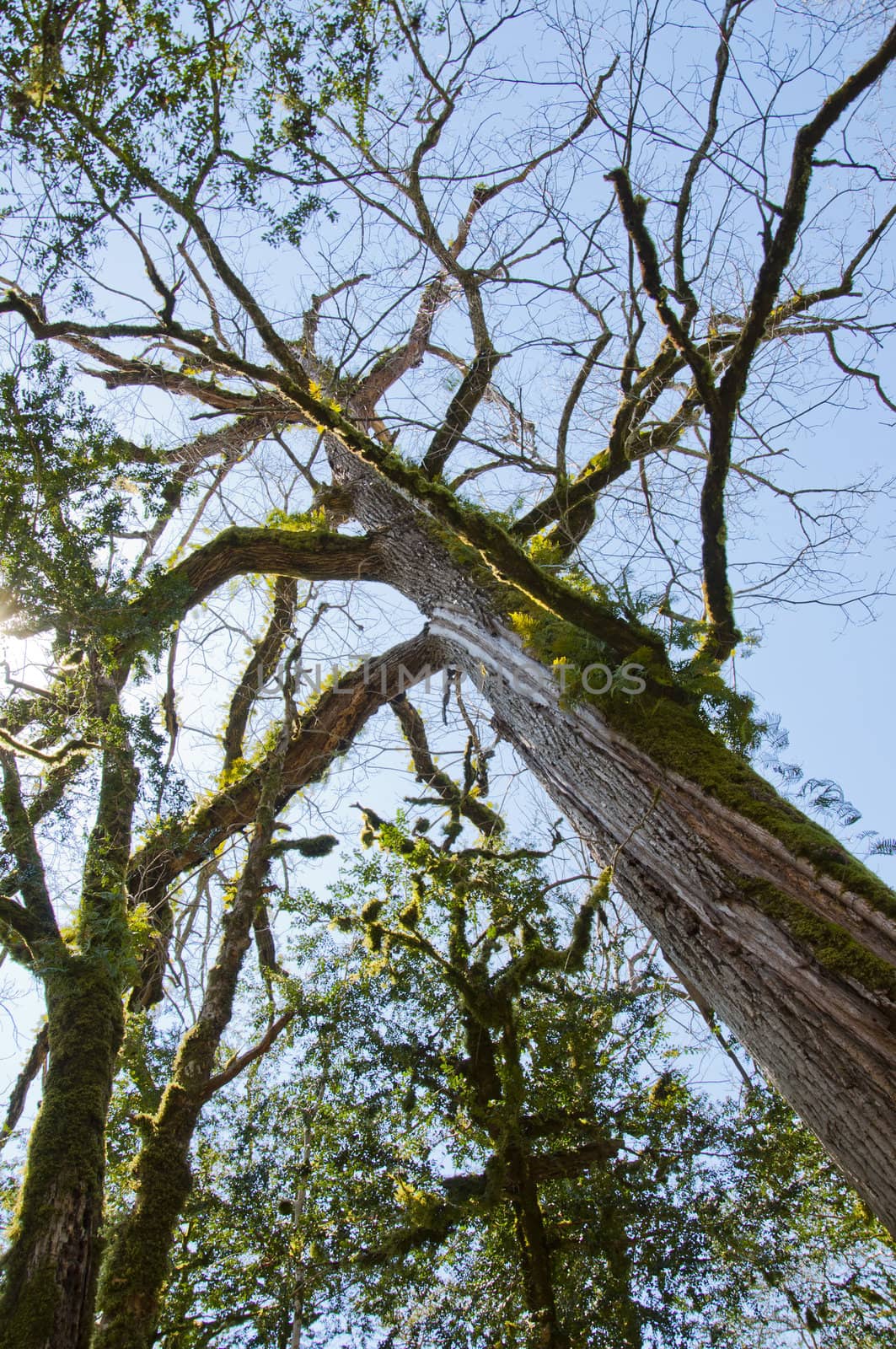 The boxen rare forest in the subtropical