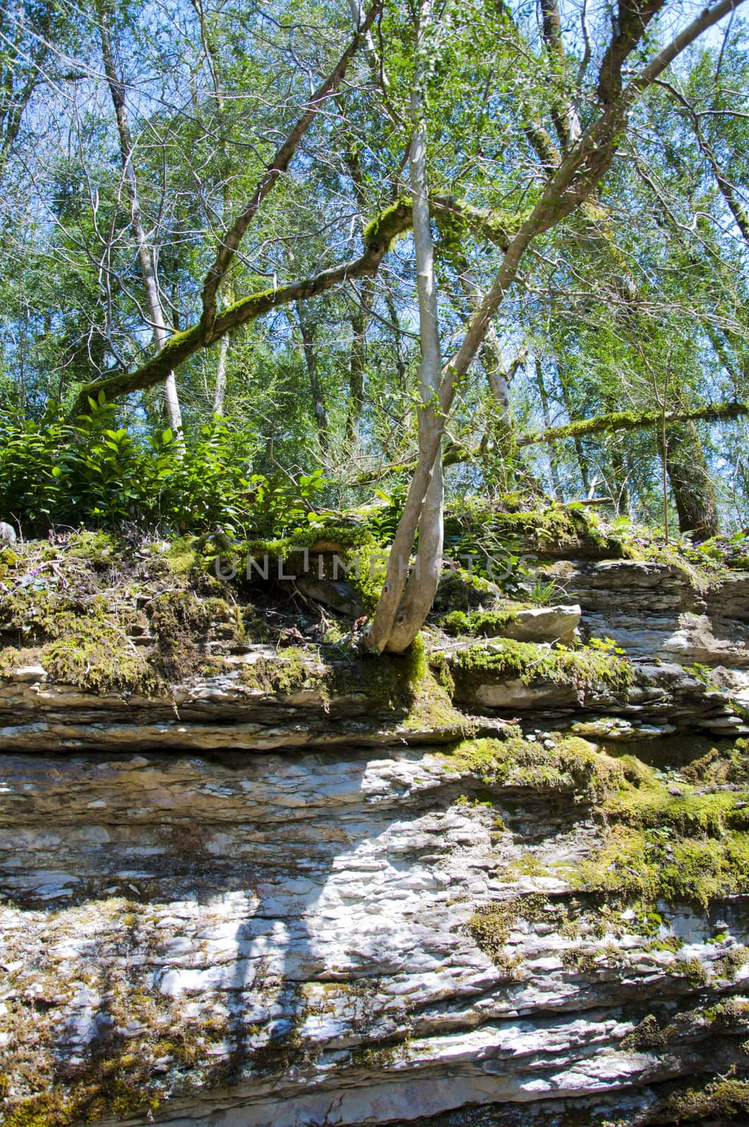 The boxen rare forest in the subtropical