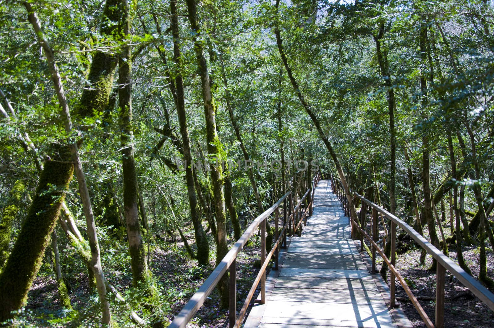 The boxen rare forest in the subtropical