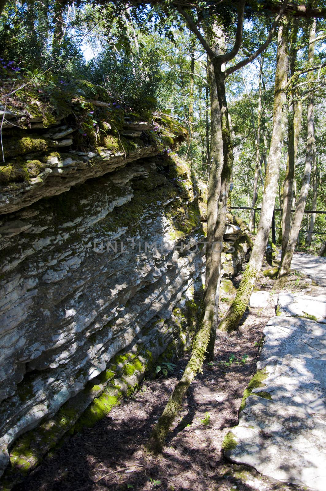 The boxen rare forest in the subtropical