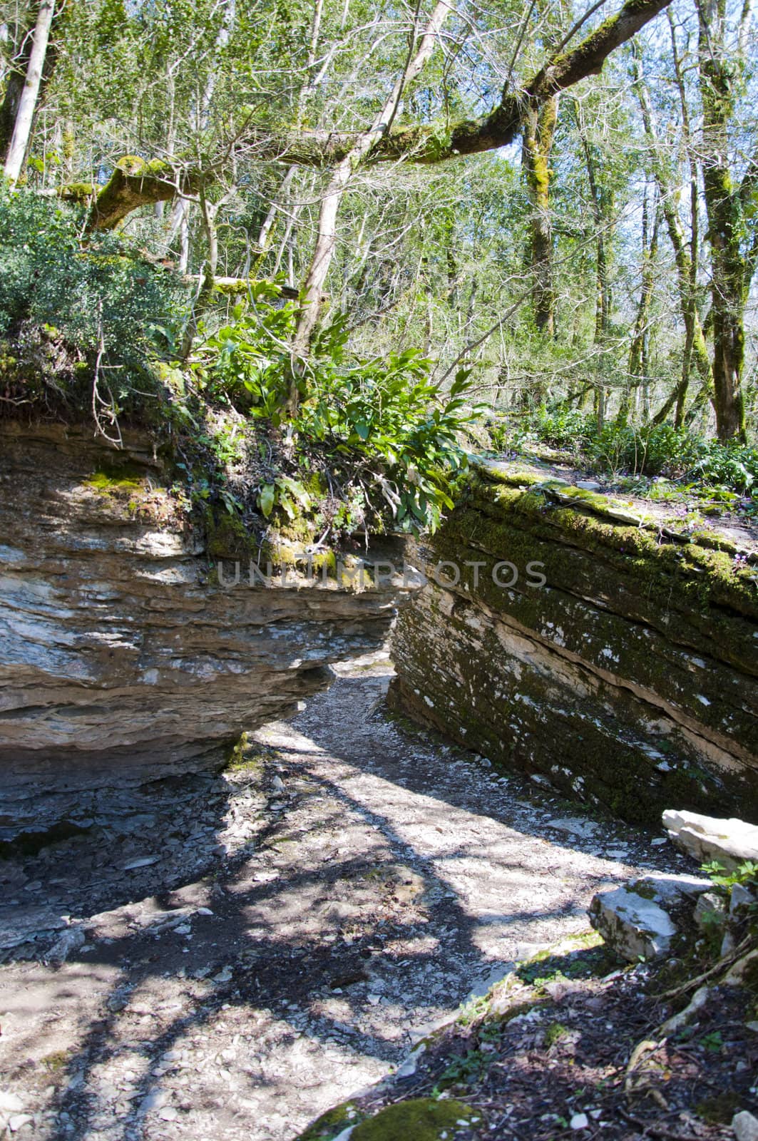 The boxen rare forest in the subtropical