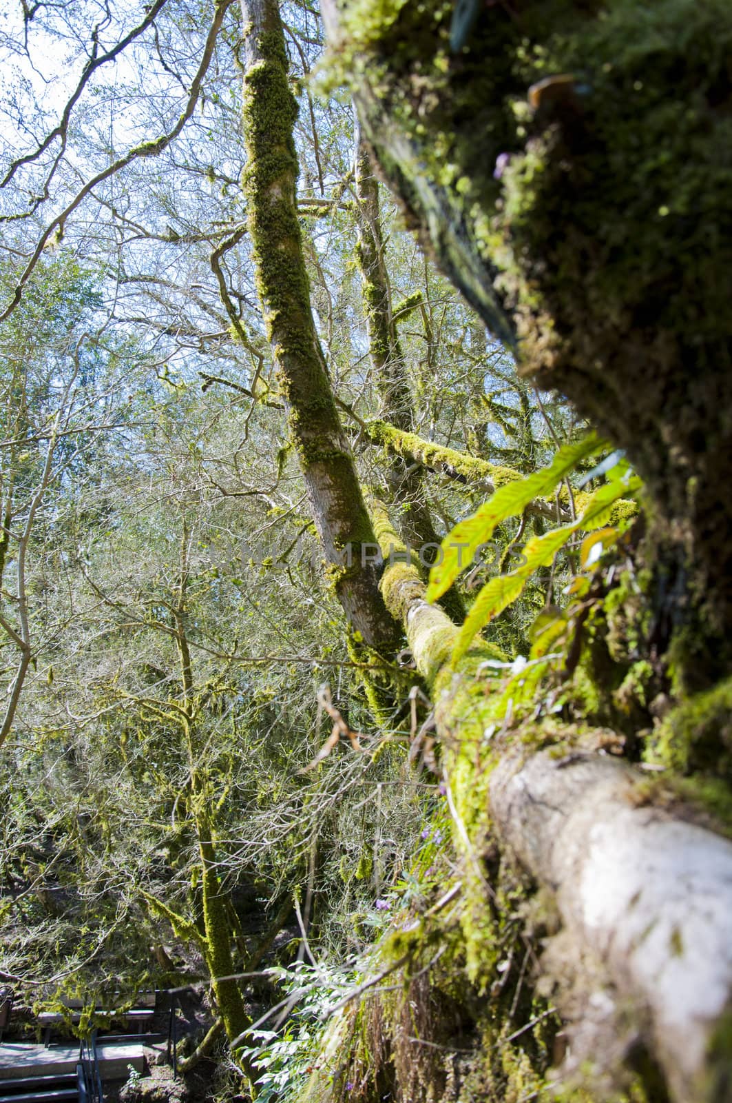 The boxen rare forest in the subtropical