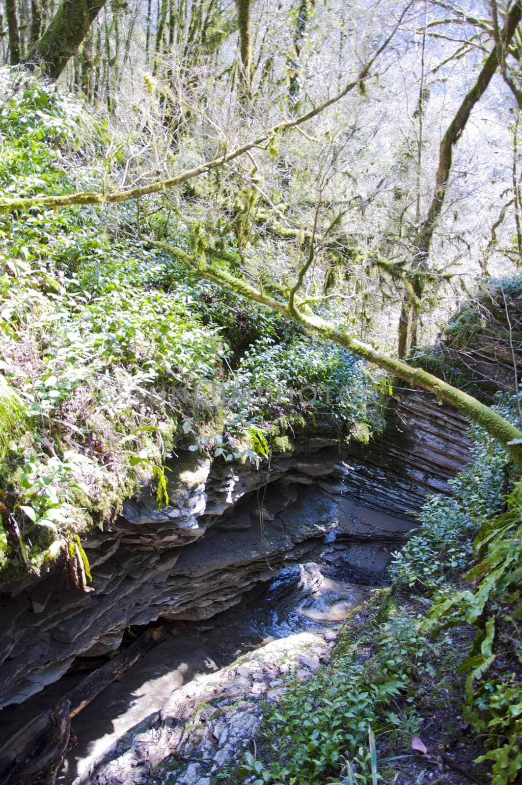 The boxen rare forest in the subtropical