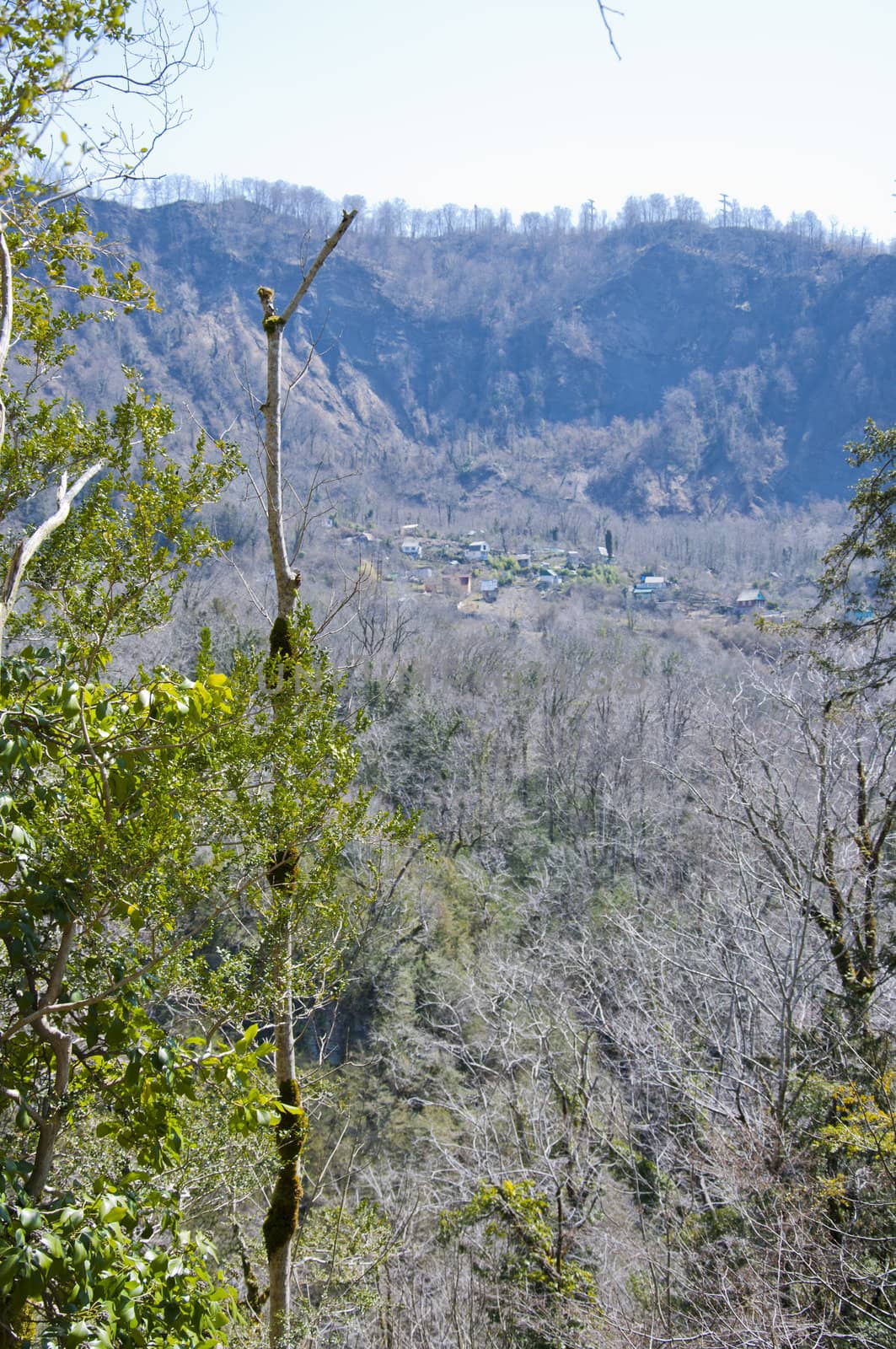 The boxen rare forest in the subtropical