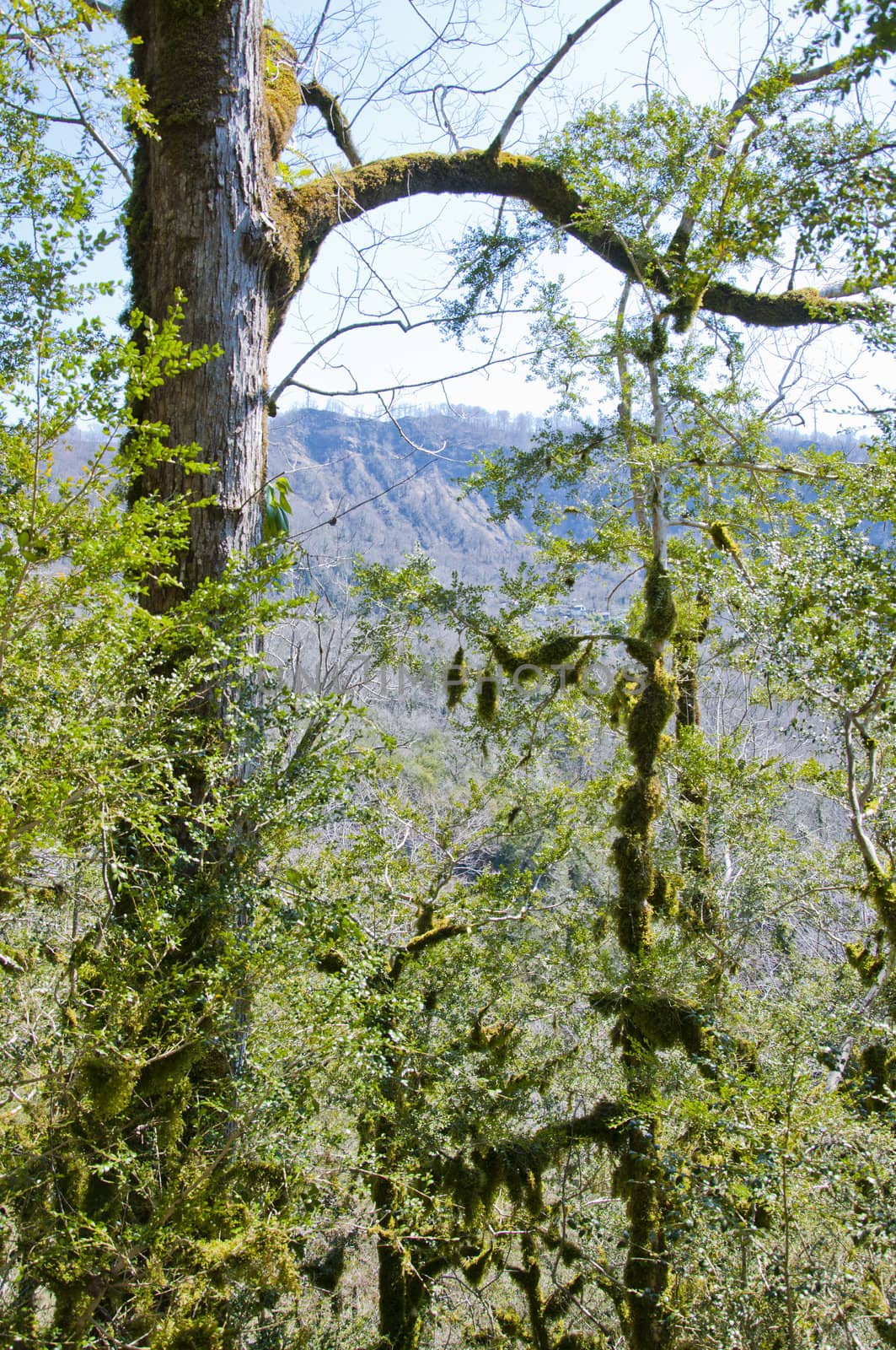 The boxen rare forest in the subtropical