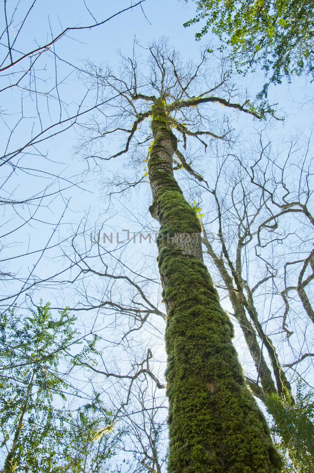 The boxen rare forest in the subtropical