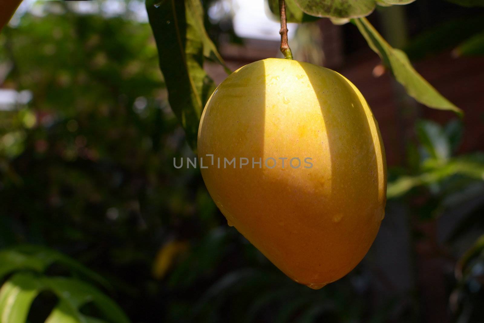 closeup image of ripe mango, with scientific name mangifera indica.