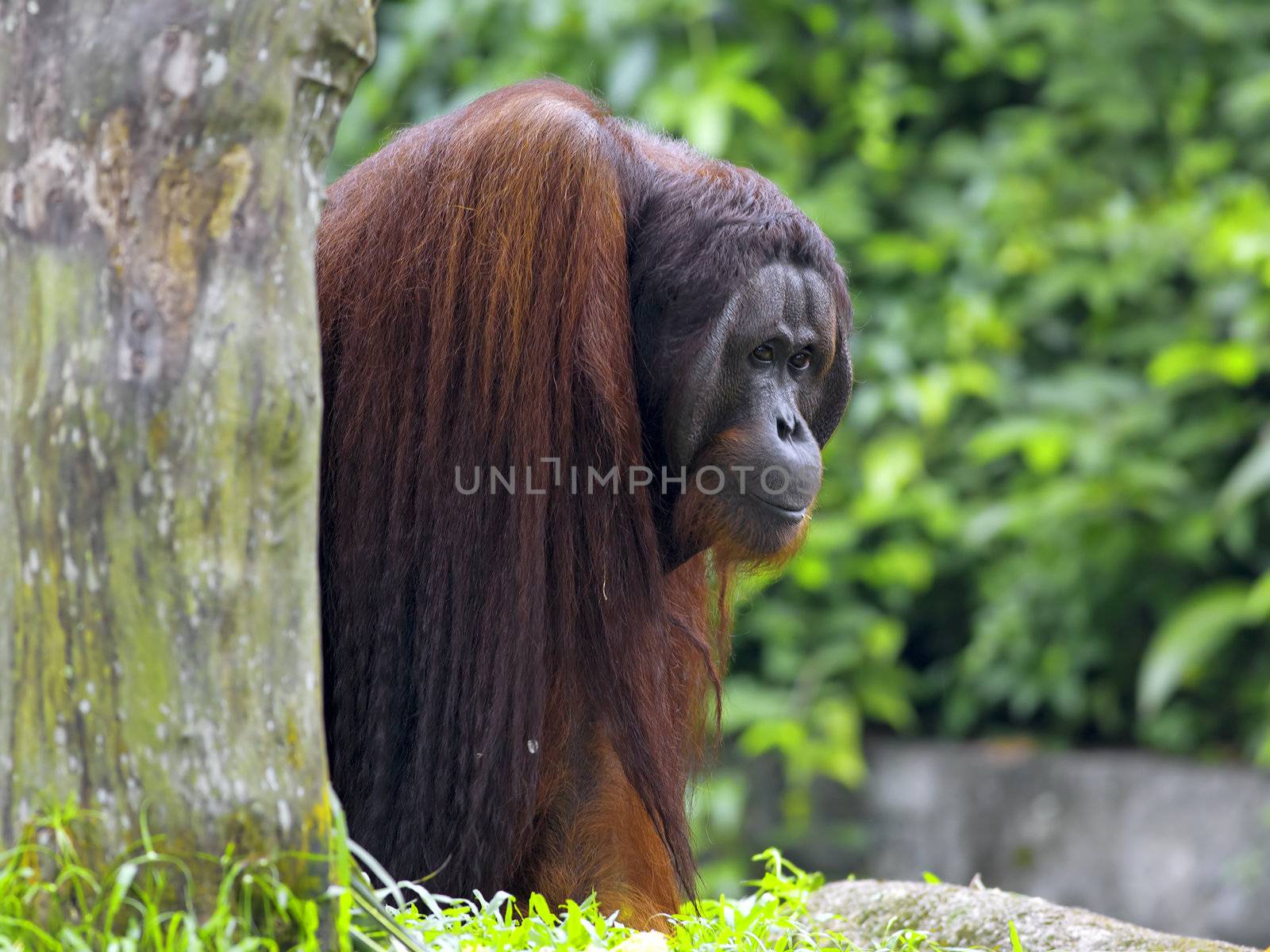 Orangutan in the jungle in Borneo, Malaysia