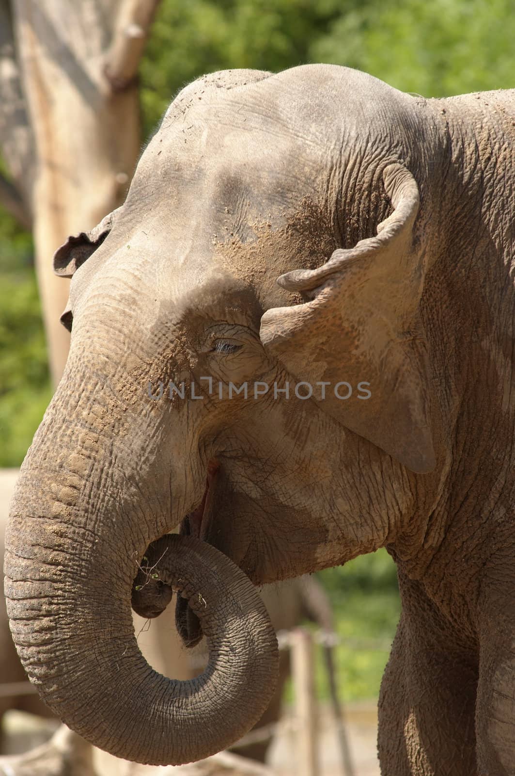 eating Asiatic elephant by Mibuch