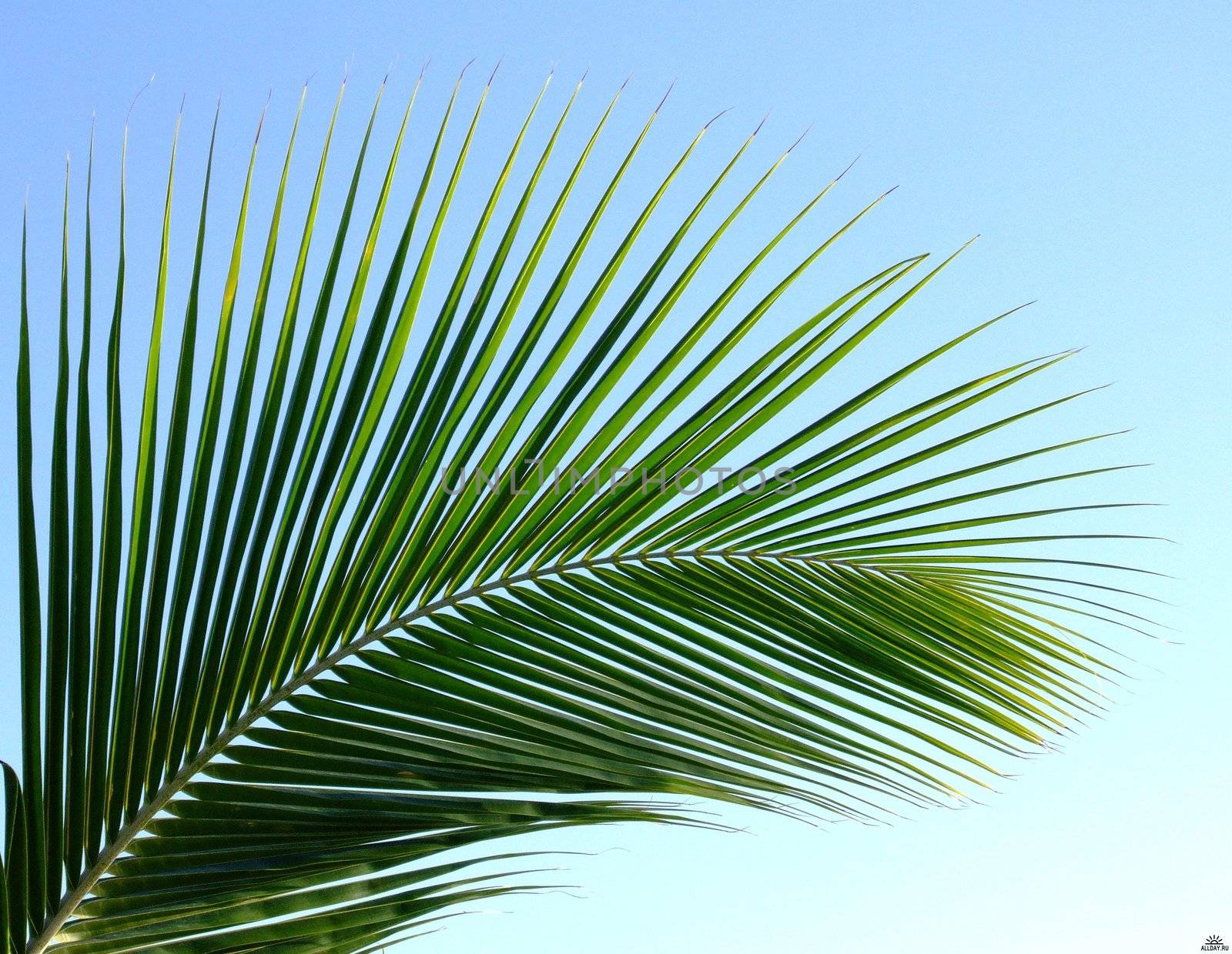 Palm leaf on the beautiful islands of the Maldives