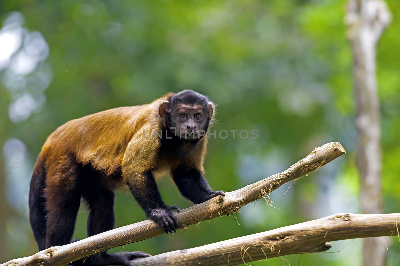 Brown Capuchin Monkey by kjorgen