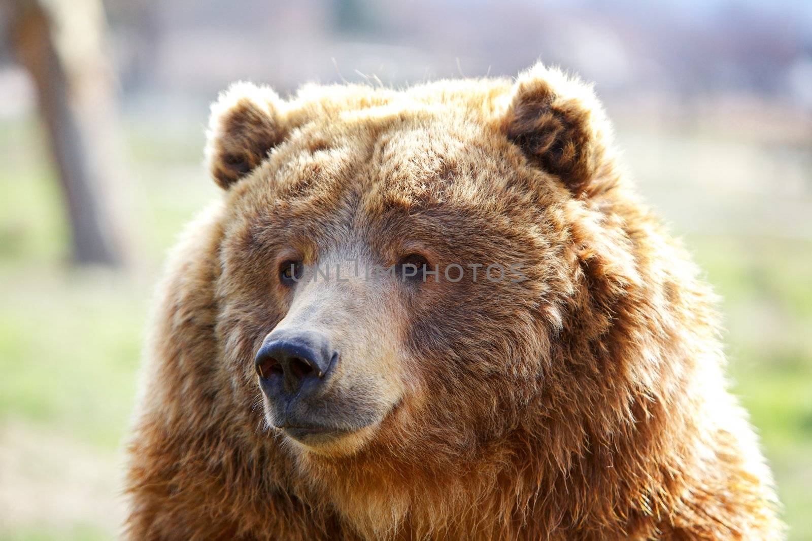 Fuzzy furry head of a seated brown bear