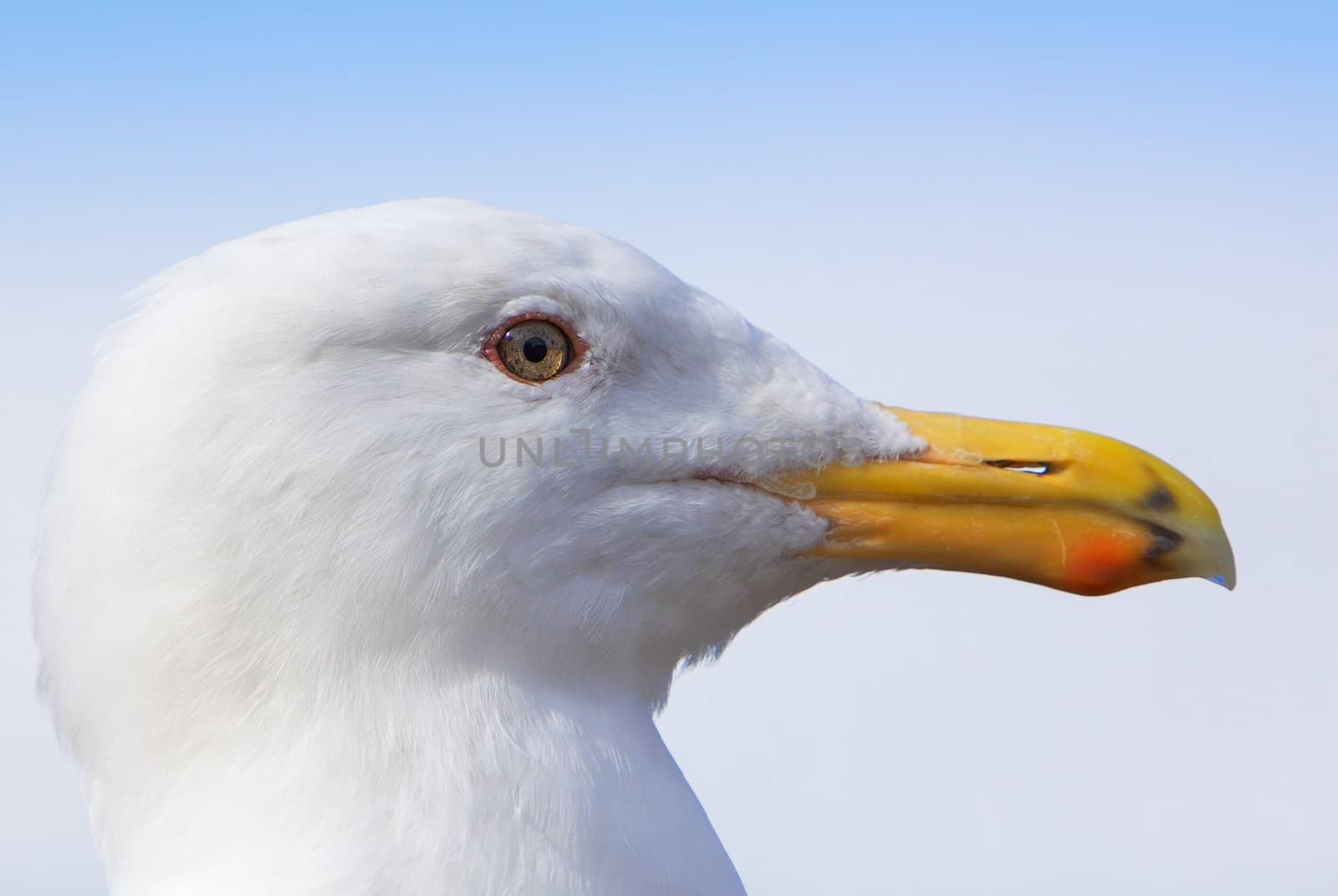 Super profile of a fine looking white seagull