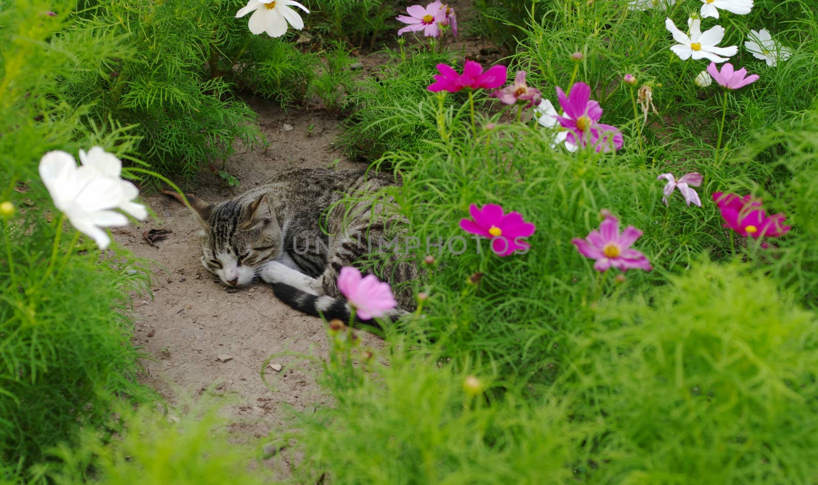 Stray cat is sleeping in between flowers in a public park (Selective Focus)