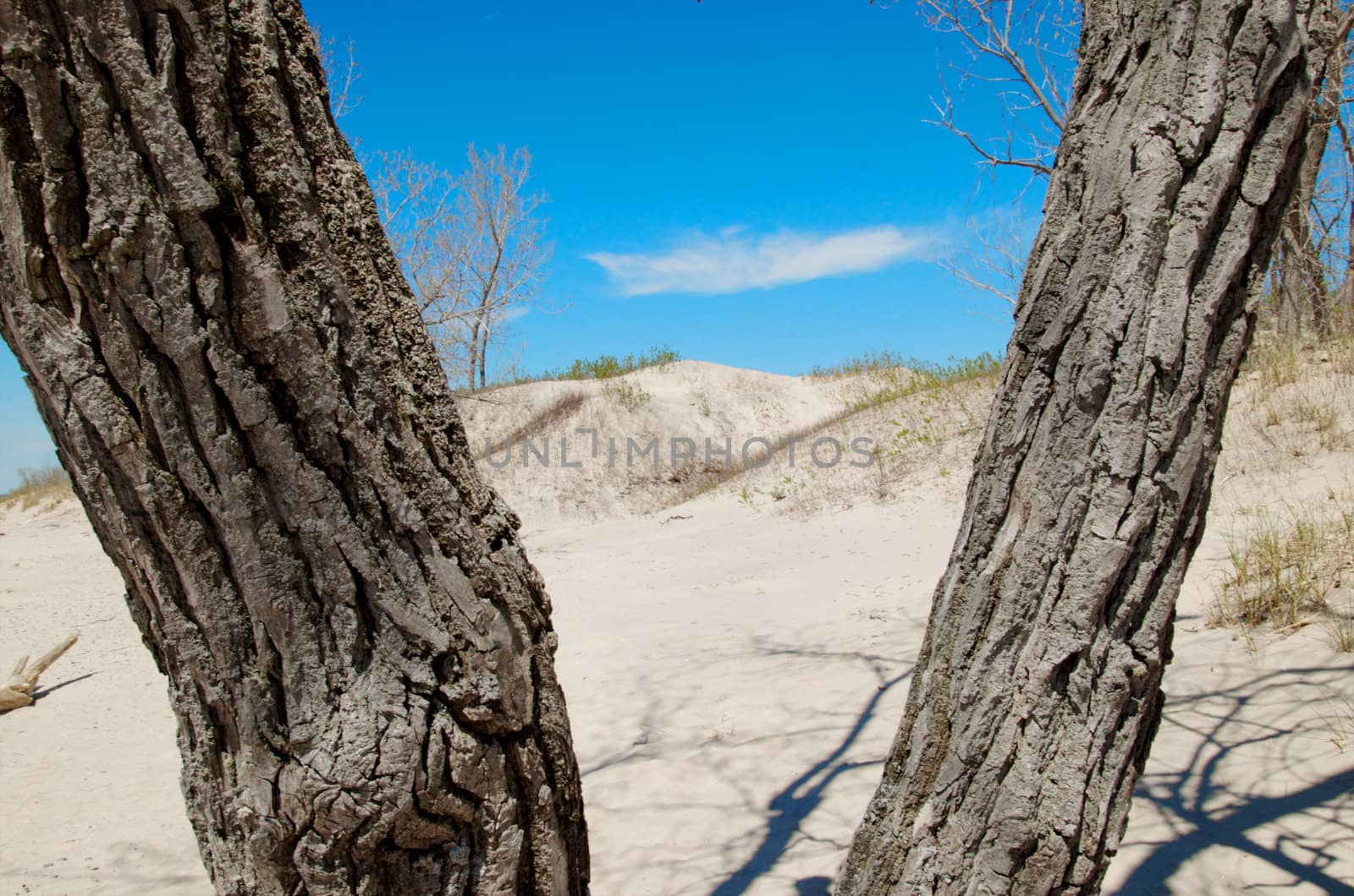 Dune Ecology, Sandbanks by tyroneburkemedia@gmail.com