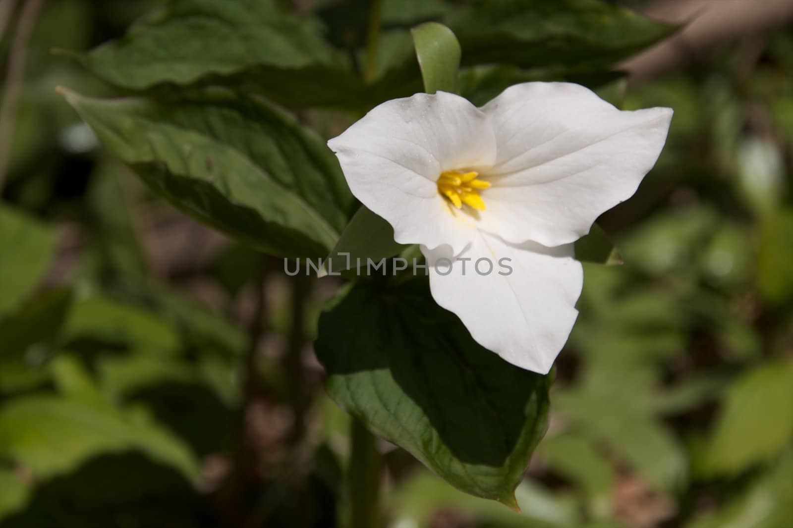 A trillium in bloom in spring time.