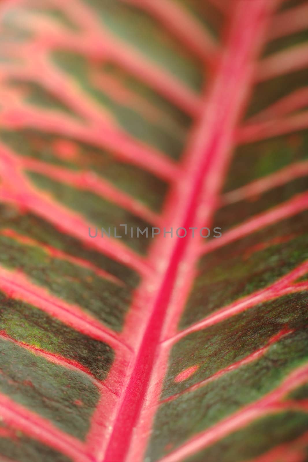 Macro of a pinkish-reddish and green colored long leaf with vein (Selective Focus)