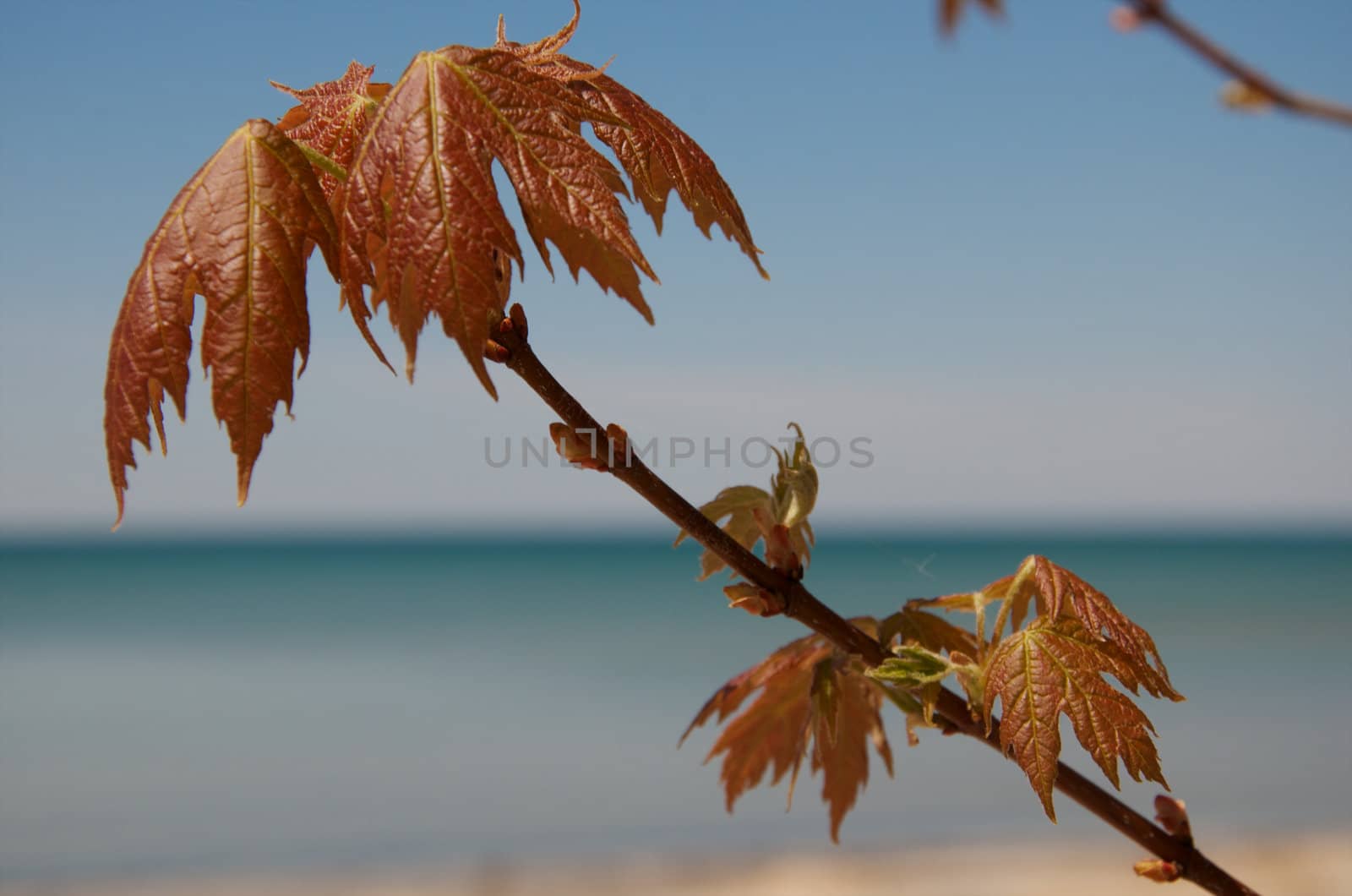 Wilted Maple leaves by tyroneburkemedia@gmail.com