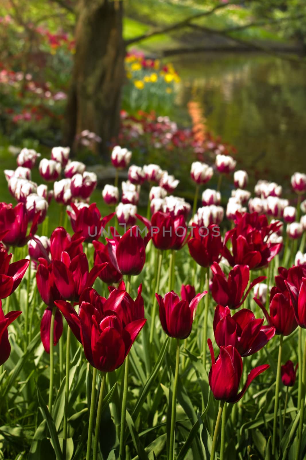 Burgundy red and white tulips in spring at the waterside