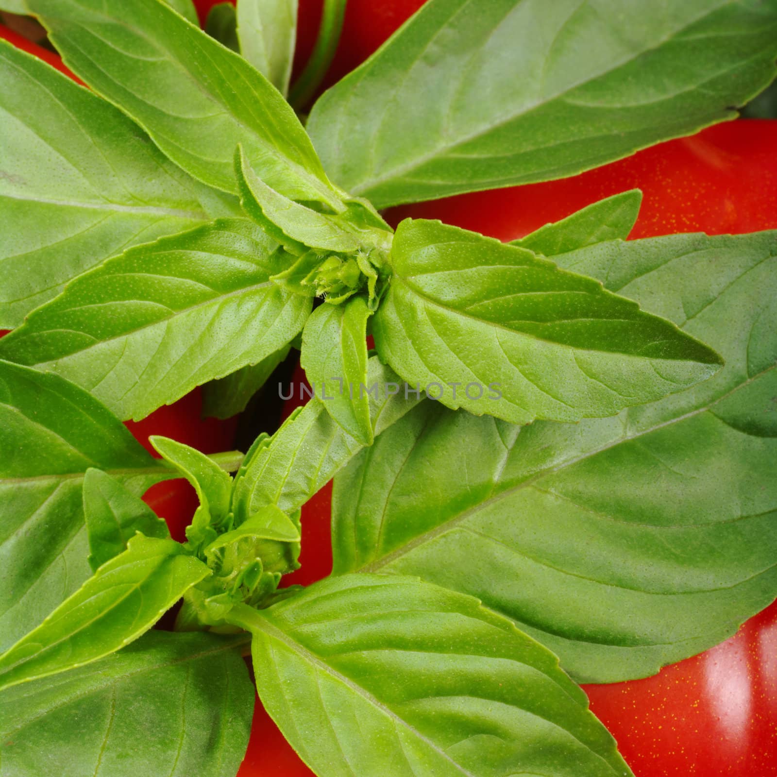 Fresh green basil leaves on red tomatoes (Selective Focus) 