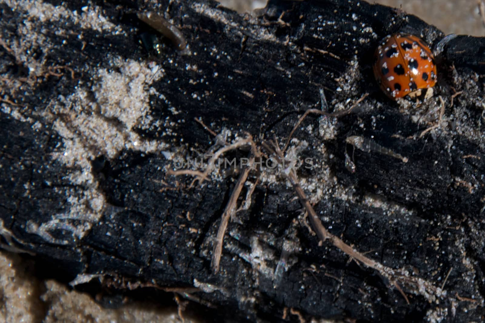 Ladybug on firewood by tyroneburkemedia@gmail.com
