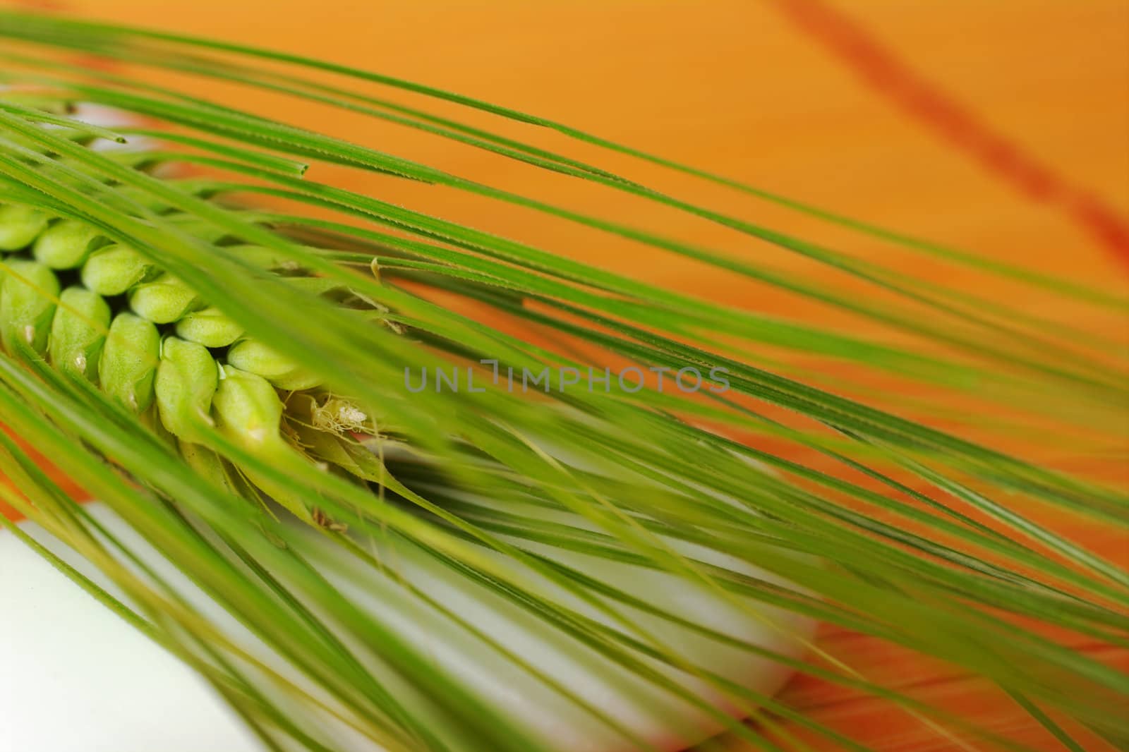 Spikes of a fresh green crop on white stone and orange mat (Selective Focus)