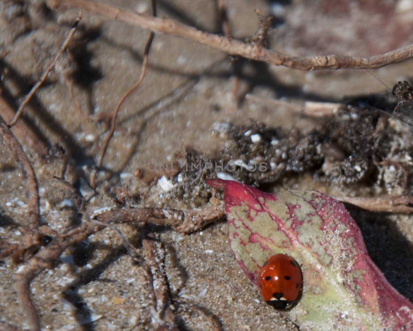 A ladybug on a leaf on a beach.