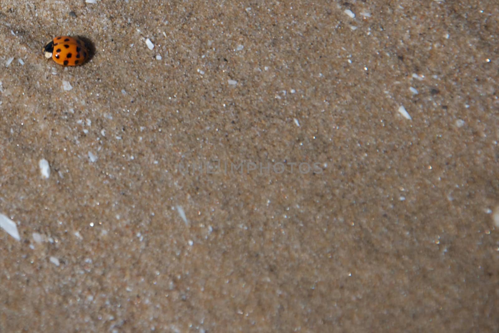 A ladybug on the beach at Sandbanks Provincial Park, Ontario.