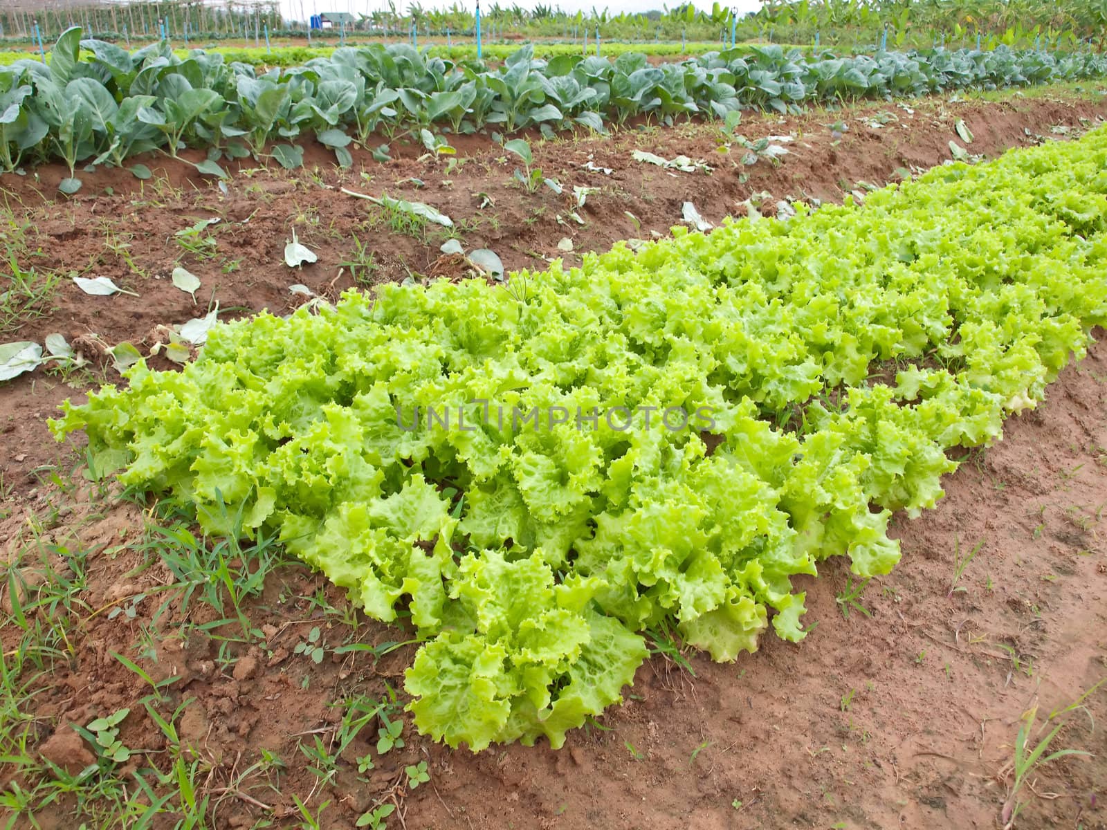 Field of green fresh lettuce and chinese kale vegetable growing at a farm