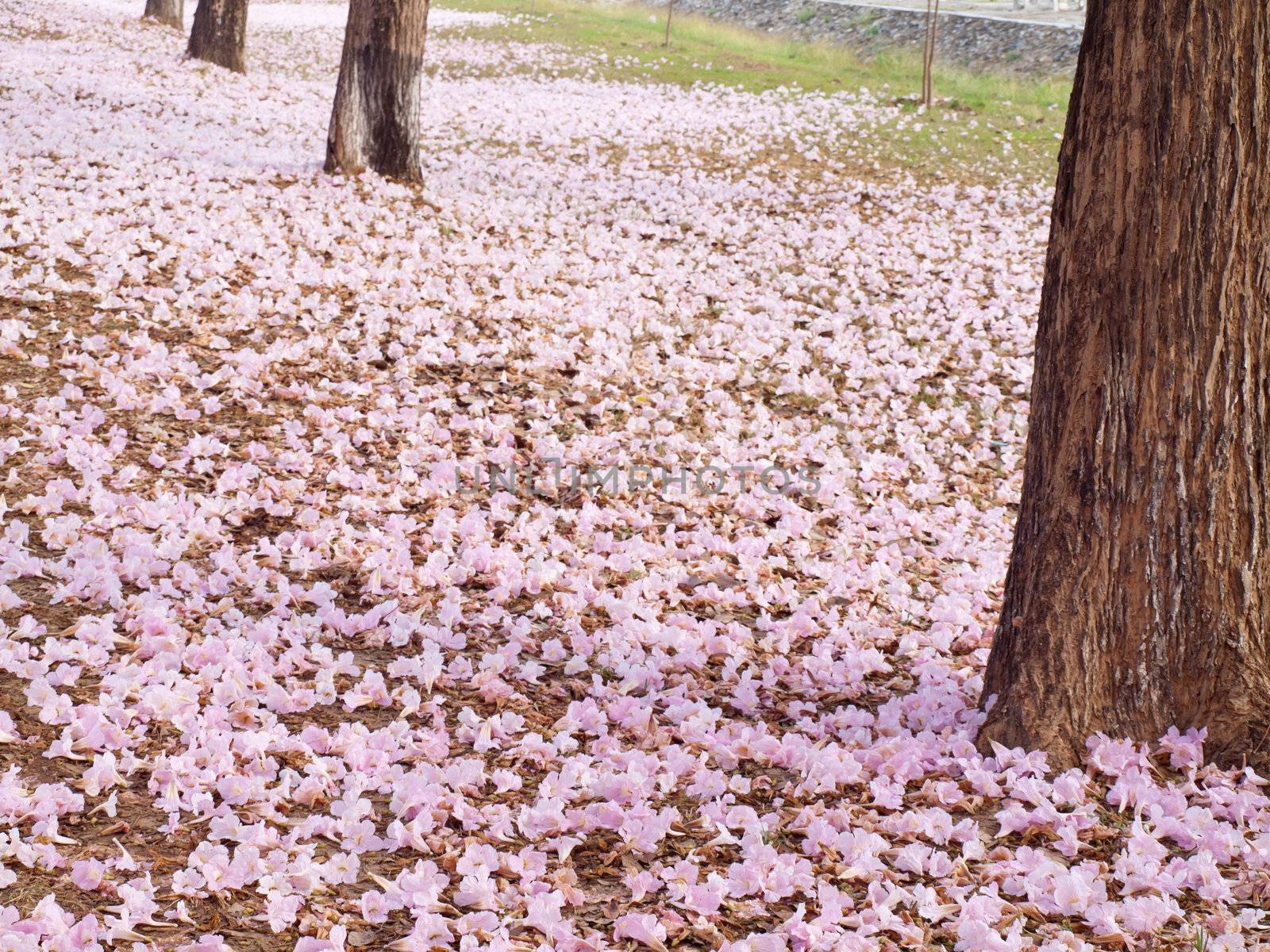 Flower of pink trumpet tree falling on ground(Tabebuia rosea, Family Bignoniaceae, common name Pink trumpet tree, Rosy trumpet tree, Pink Poui, Pink Tecoma)