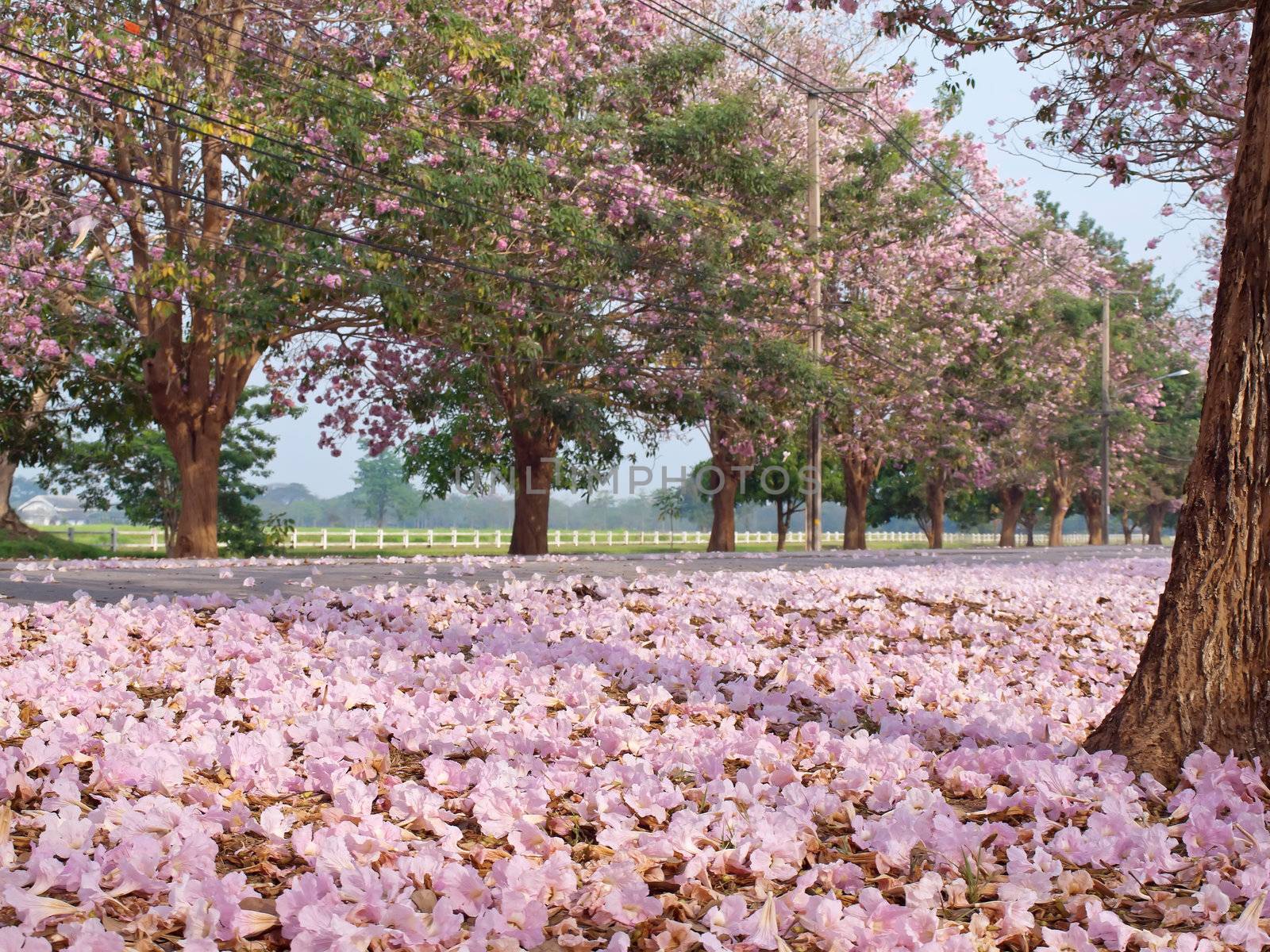 Pink trumpet tree blooming in countryside with road(Tabebuia rosea, Family Bignoniaceae, common name Pink trumpet tree, Rosy trumpet tree, Pink Poui, Pink Tecoma)