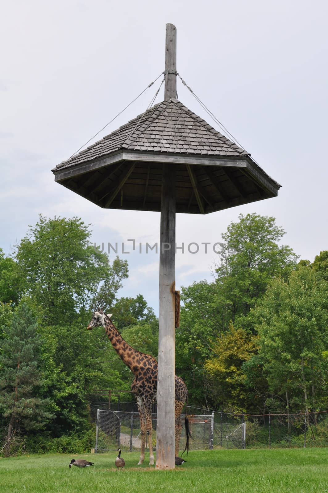 African Giraffe