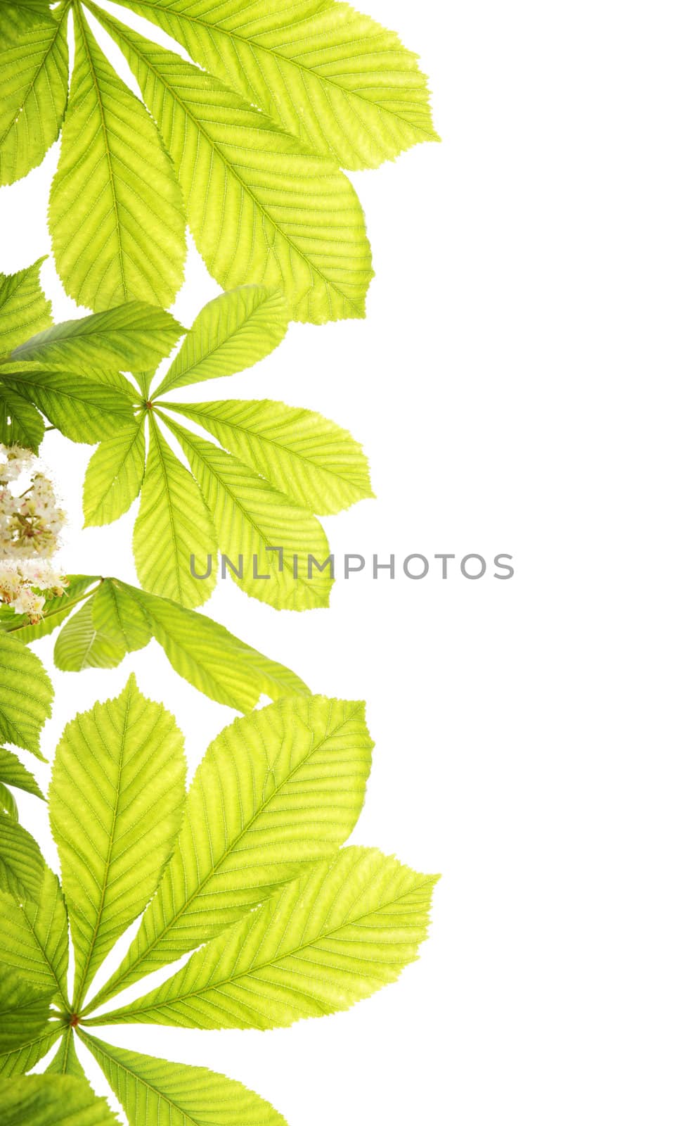 Fresh chestnut leafs isolated on white background