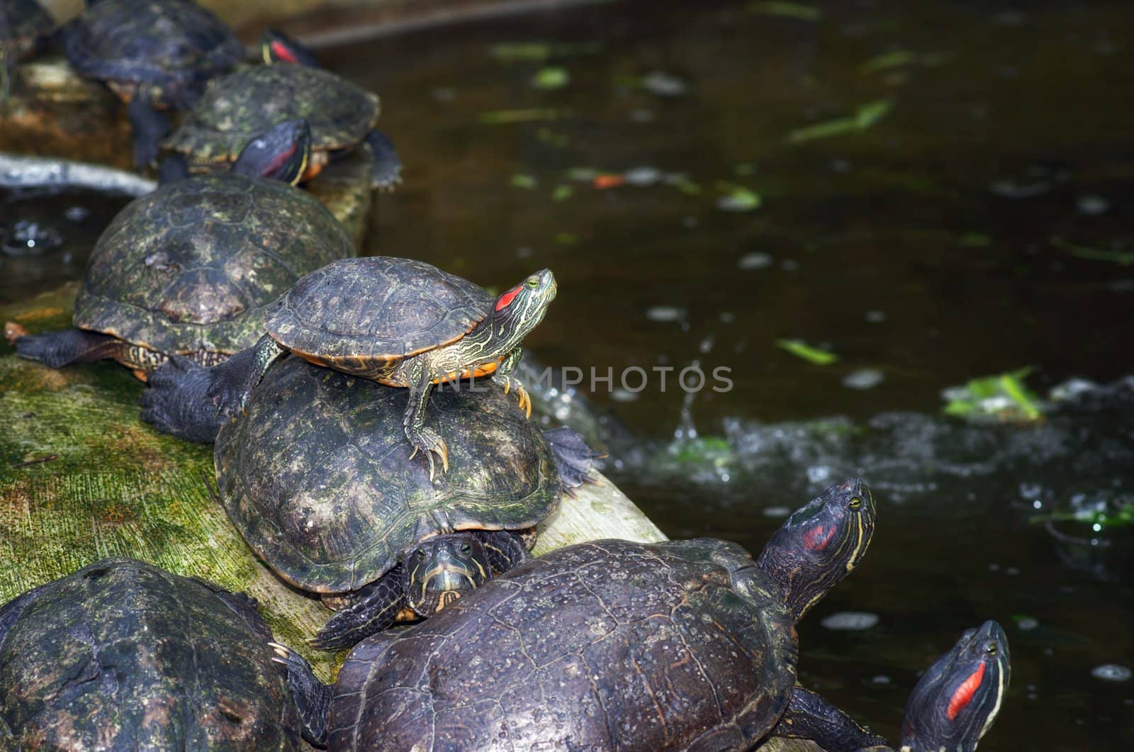 the tortoises are waiting on the waters edge