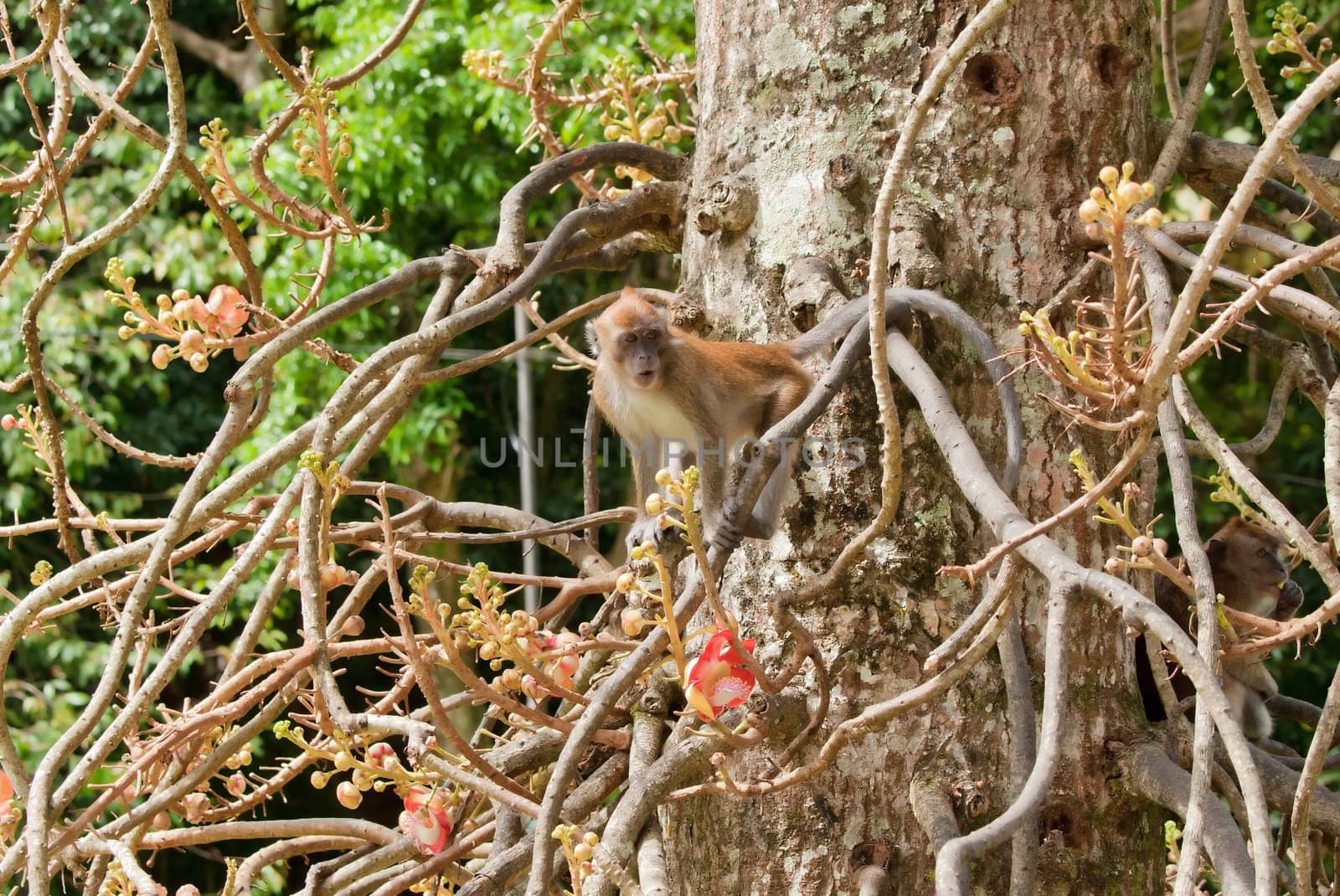 a small macaque monkey in penang malaysia