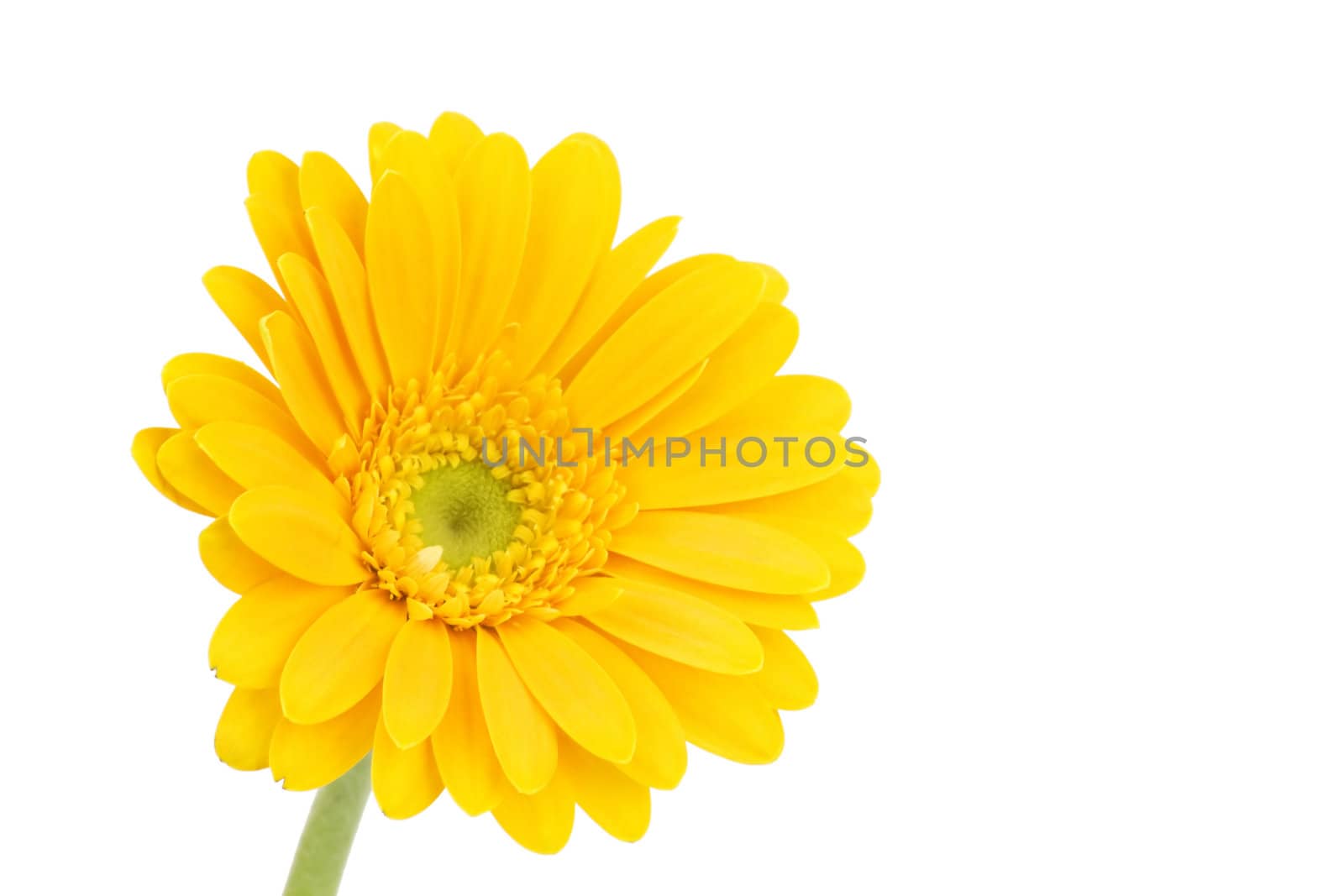 yellow gerbera daisy